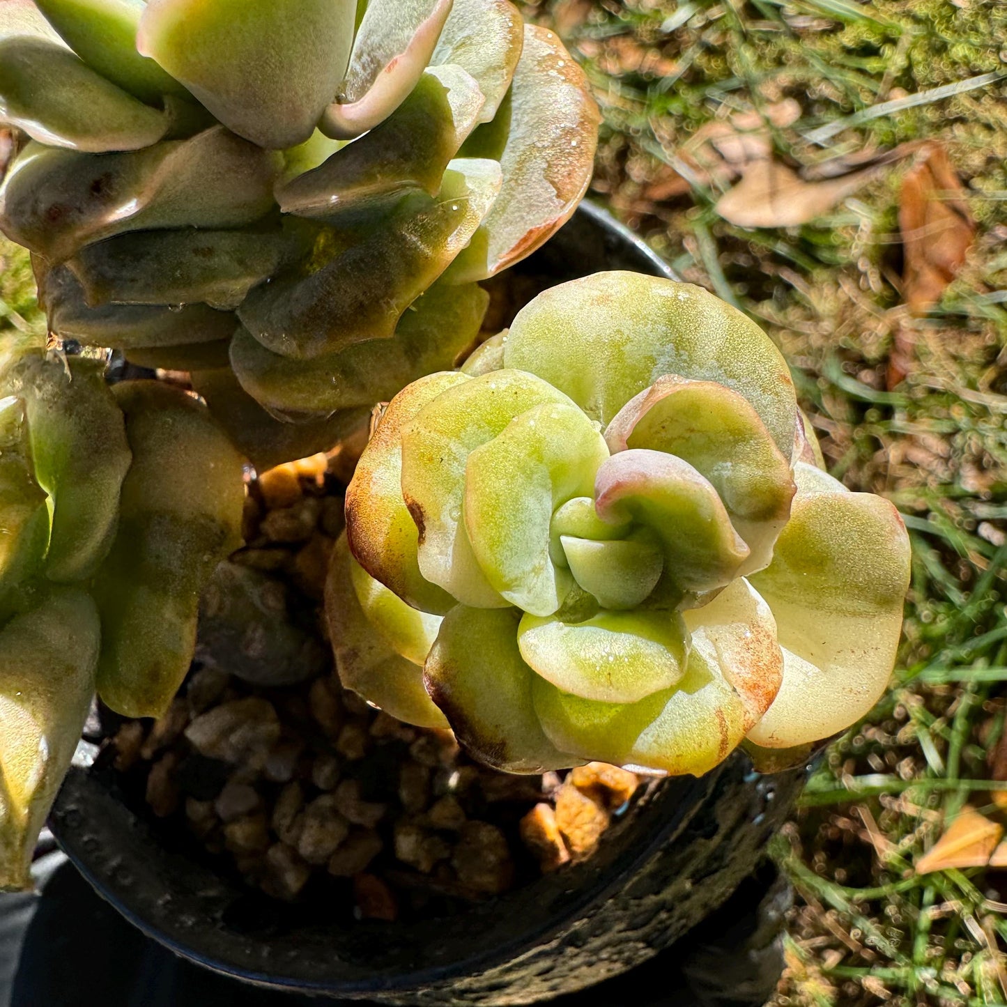 Echeveria 'Lovely rose' Variegated(seperated cluster), 3 single heads together, New Hybrid, bare Root, Imported Rare Succulent, live plant