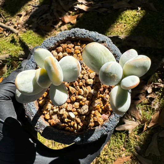 Cotyledon Orbiculate Variegated, 2 heads, 2.inches inches, bare Root, Imported Rare Succulent, live plant