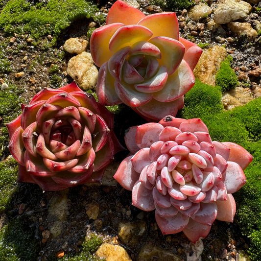 3Pcs Echeveria succulents gift set ,very beautiful color, about 2-2.2inches, without pot, Bare Root, Imported Rare Succulent,gift