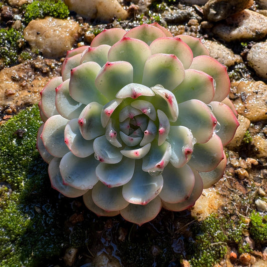 Echeveria 'Minima variegated' single head,  nice color,  2.5inches, Bare Root, Imported Rare Succulent, live plant, gift