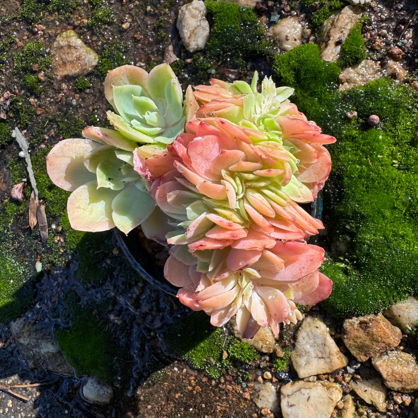 Echeveria 'Silk Veil'  nice cluster, 3.3inches,  nice color,   high quality, Imported Rare Succulent, Bare root,  live plant, gift