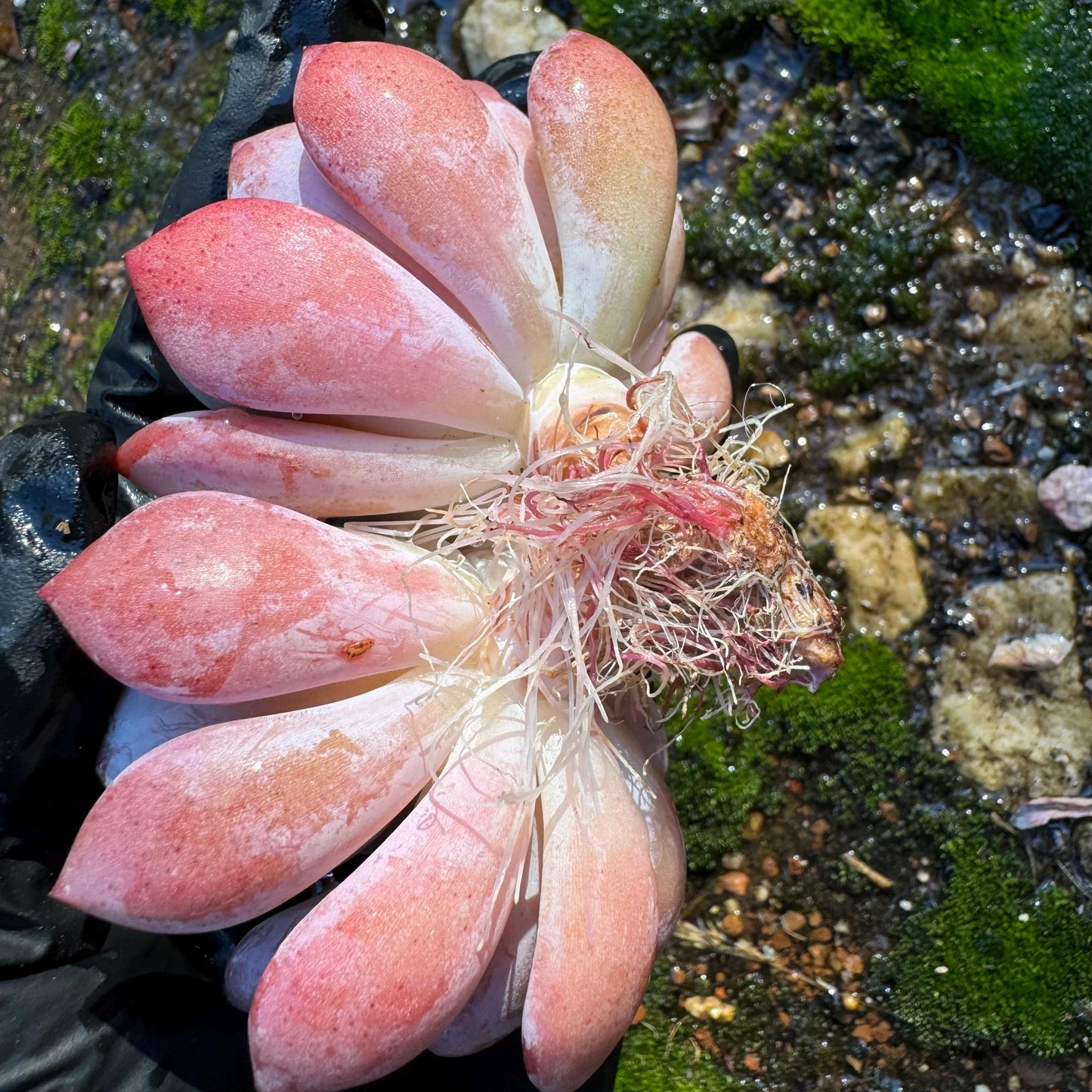 Echeveria 'Silk Veil'  nice cluster, 3.3inches,  nice color,   high quality, Imported Rare Succulent, Bare root,  live plant, gift