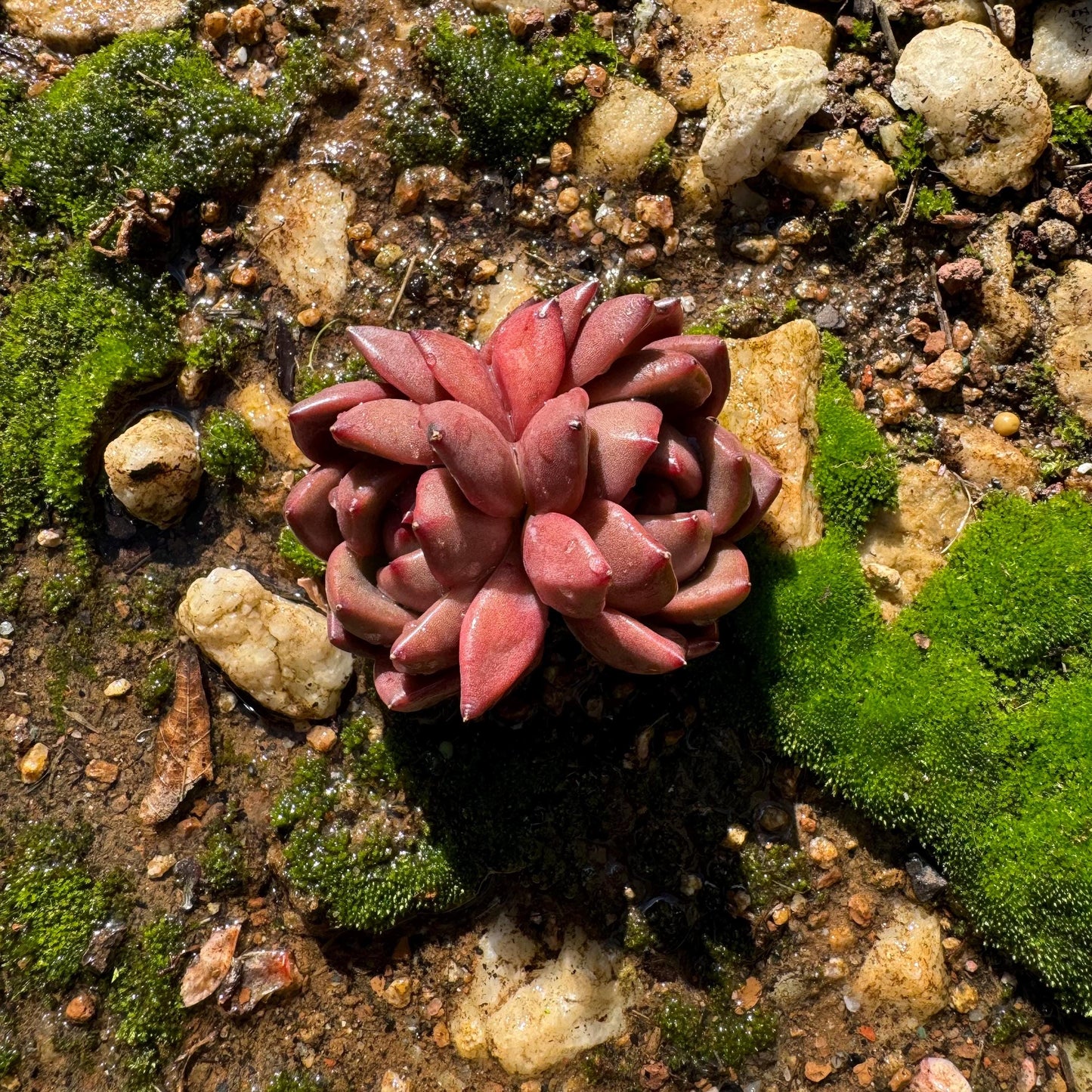 Echeveria  Korean  'Q Orange', 2heads, 2.5inches,  great quality,  Bare Root, Imported Rare Succulent, gift