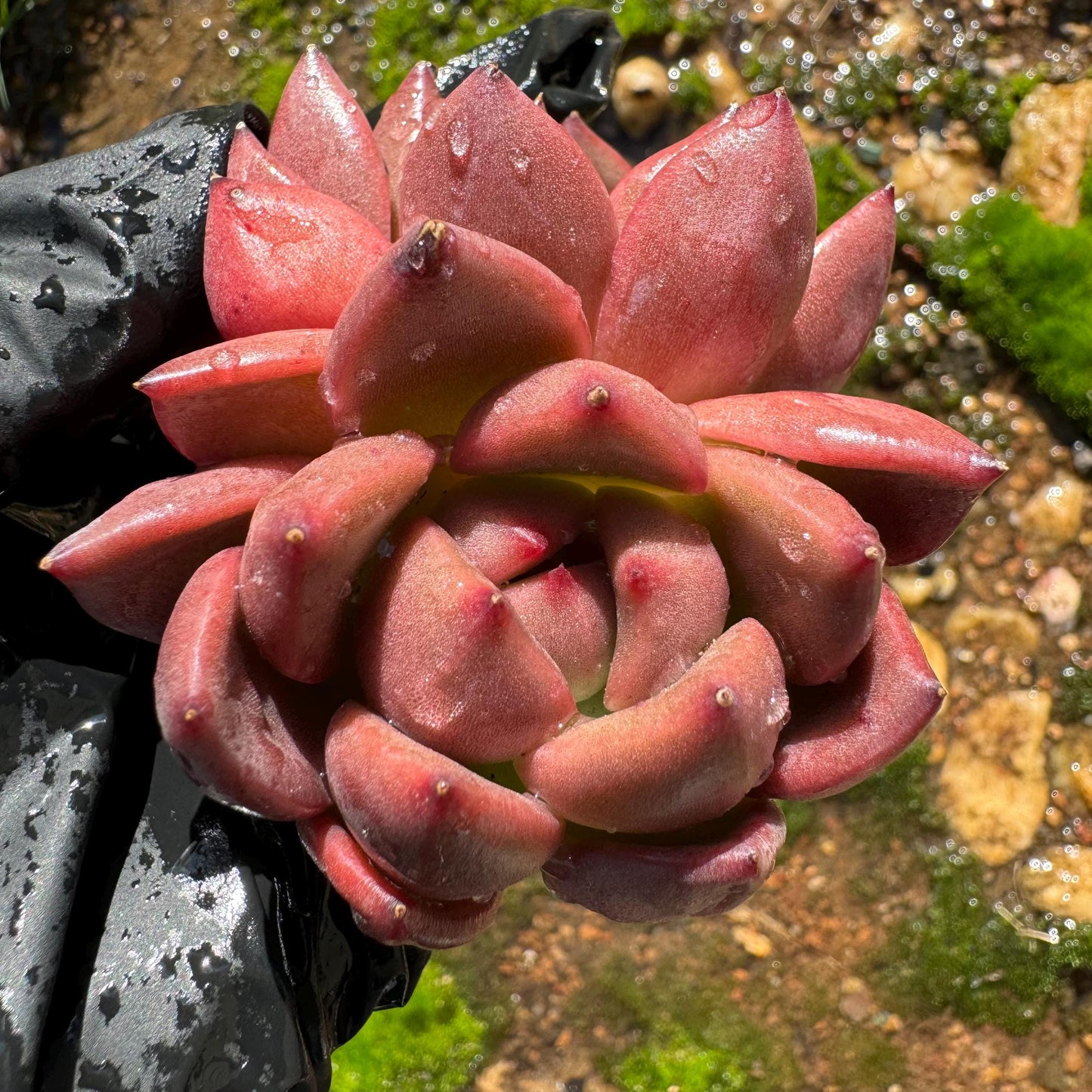 Echeveria  Korean  'Q Orange', 2heads, 2.5inches,  great quality,  Bare Root, Imported Rare Succulent, gift