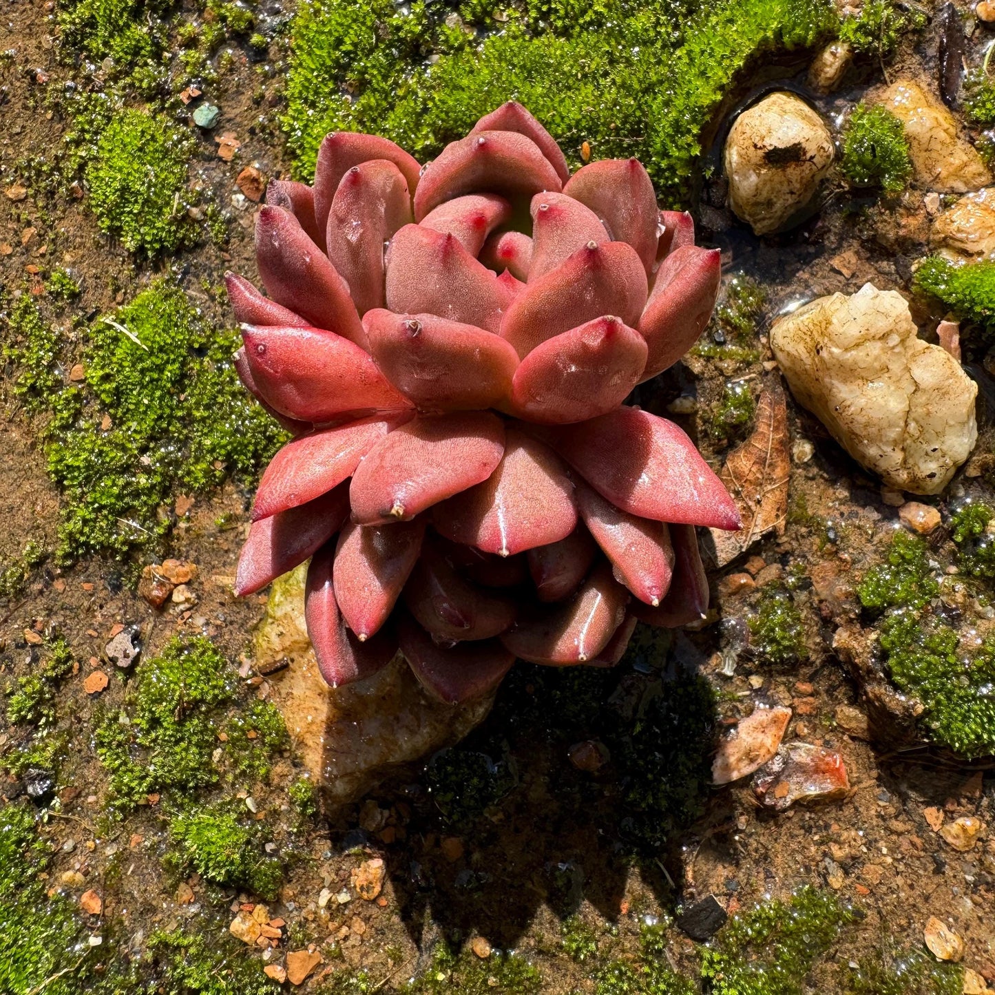 Echeveria  Korean  'Q Orange', 2heads, 2.5inches,  great quality,  Bare Root, Imported Rare Succulent, gift