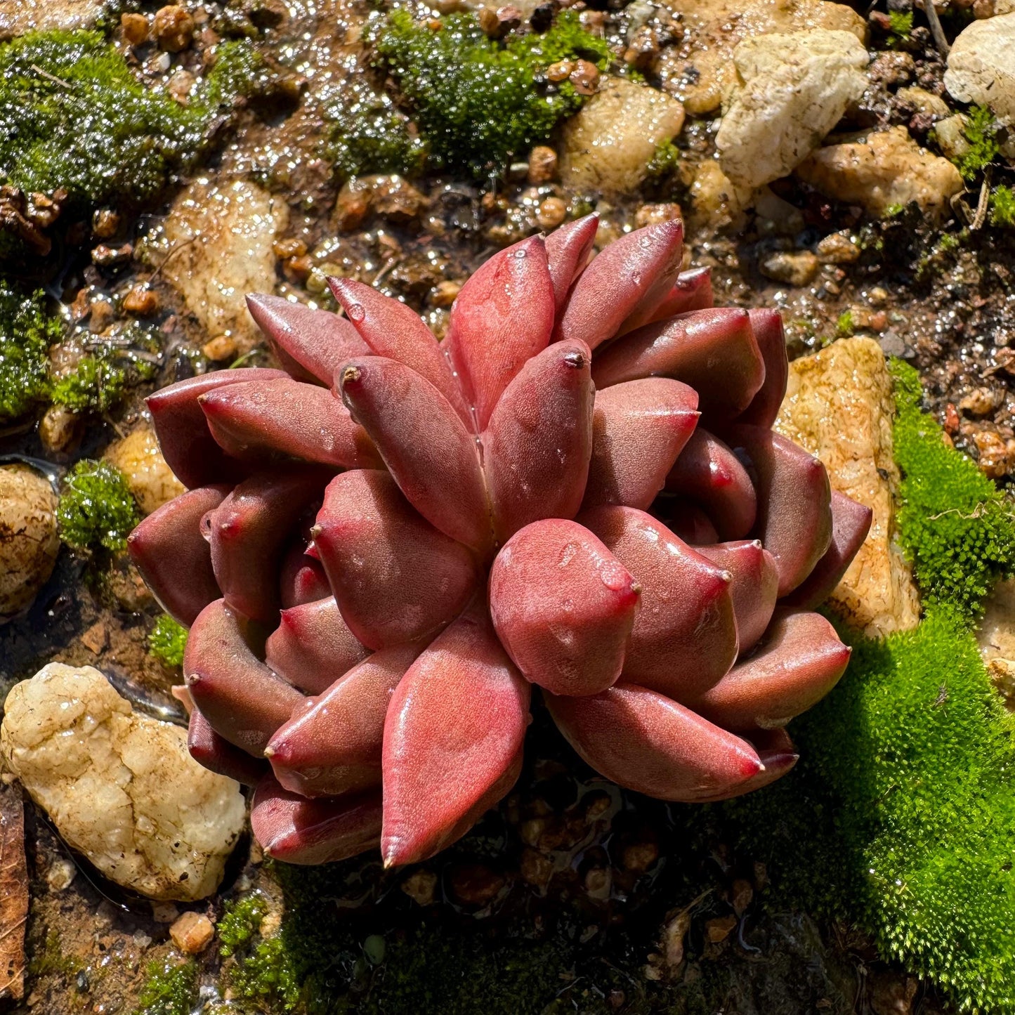 Echeveria  Korean  'Q Orange', 2heads, 2.5inches,  great quality,  Bare Root, Imported Rare Succulent, gift