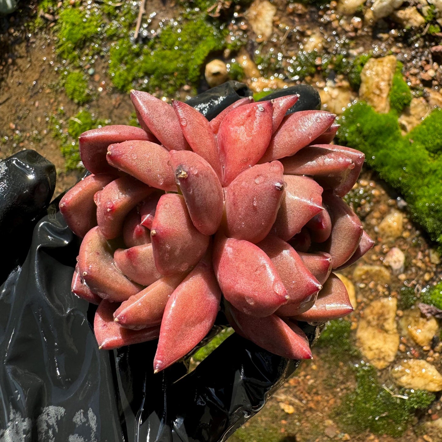 Echeveria  Korean  'Q Orange', 2heads, 2.5inches,  great quality,  Bare Root, Imported Rare Succulent, gift