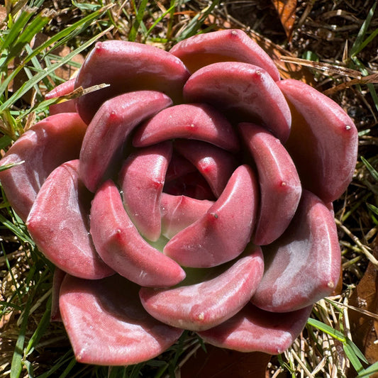 Echeveria  Korean  'Q Orange', single head, 2.4inches,  great quality,  Bare Root, Imported Rare Succulent, gift