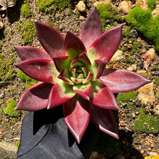 Echeveria  'Roca sp.  ', 4.5inches, single head, nice color , Bare Root, Imported Rare Succulent