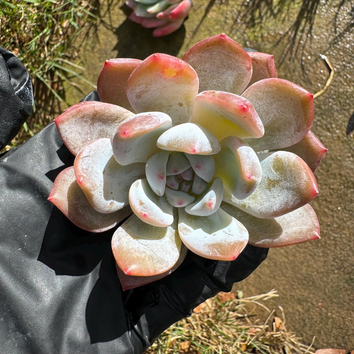 5Pcs Echeveria succulents gift set ,very beautiful color, about 1.7inches, without pot, Bare Root, Imported Rare Succulent,gift