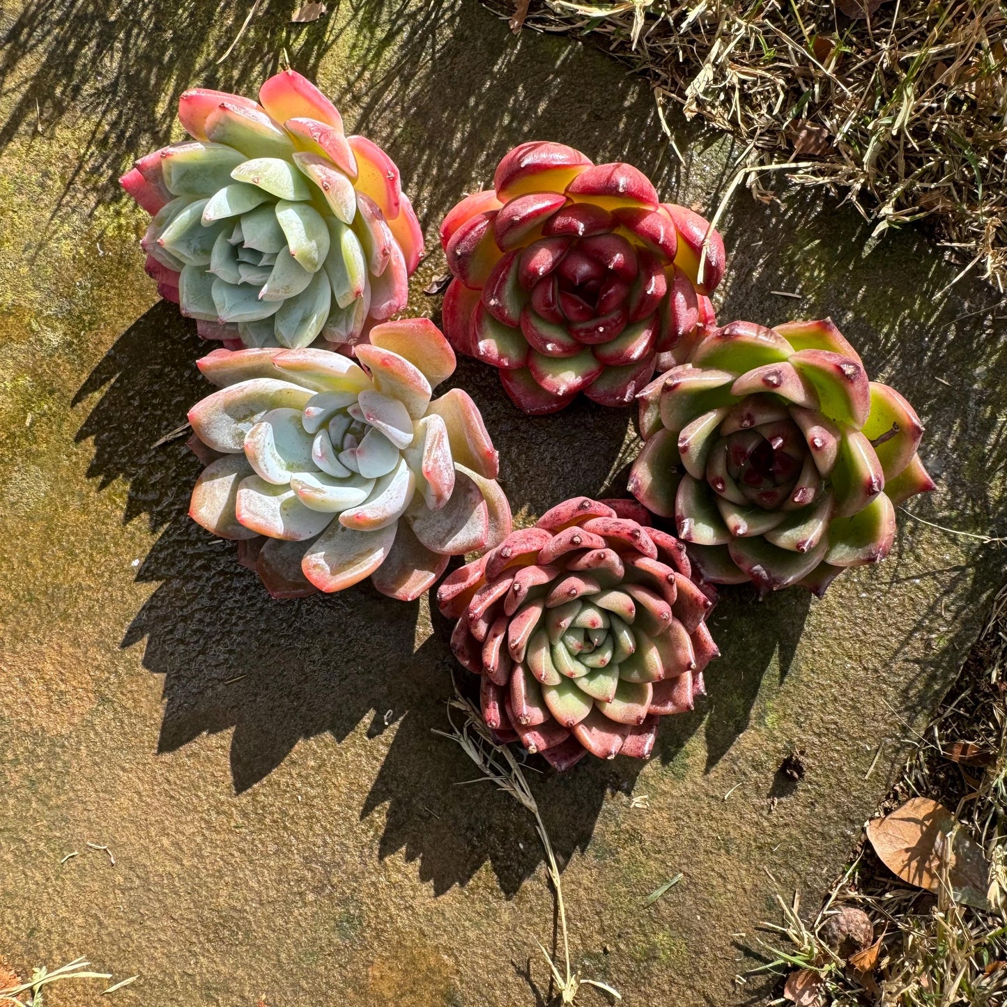 5Pcs Echeveria succulents gift set ,very beautiful color, about 1.7inches, without pot, Bare Root, Imported Rare Succulent,gift