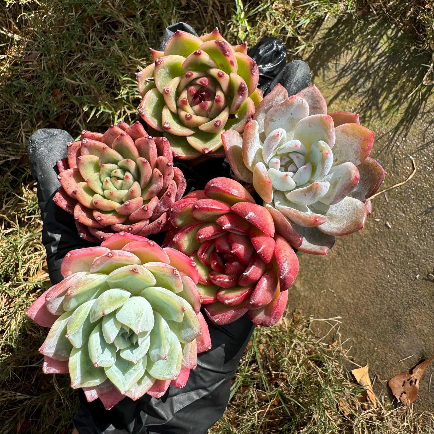 5Pcs Echeveria succulents gift set ,very beautiful color, about 1.7inches, without pot, Bare Root, Imported Rare Succulent,gift