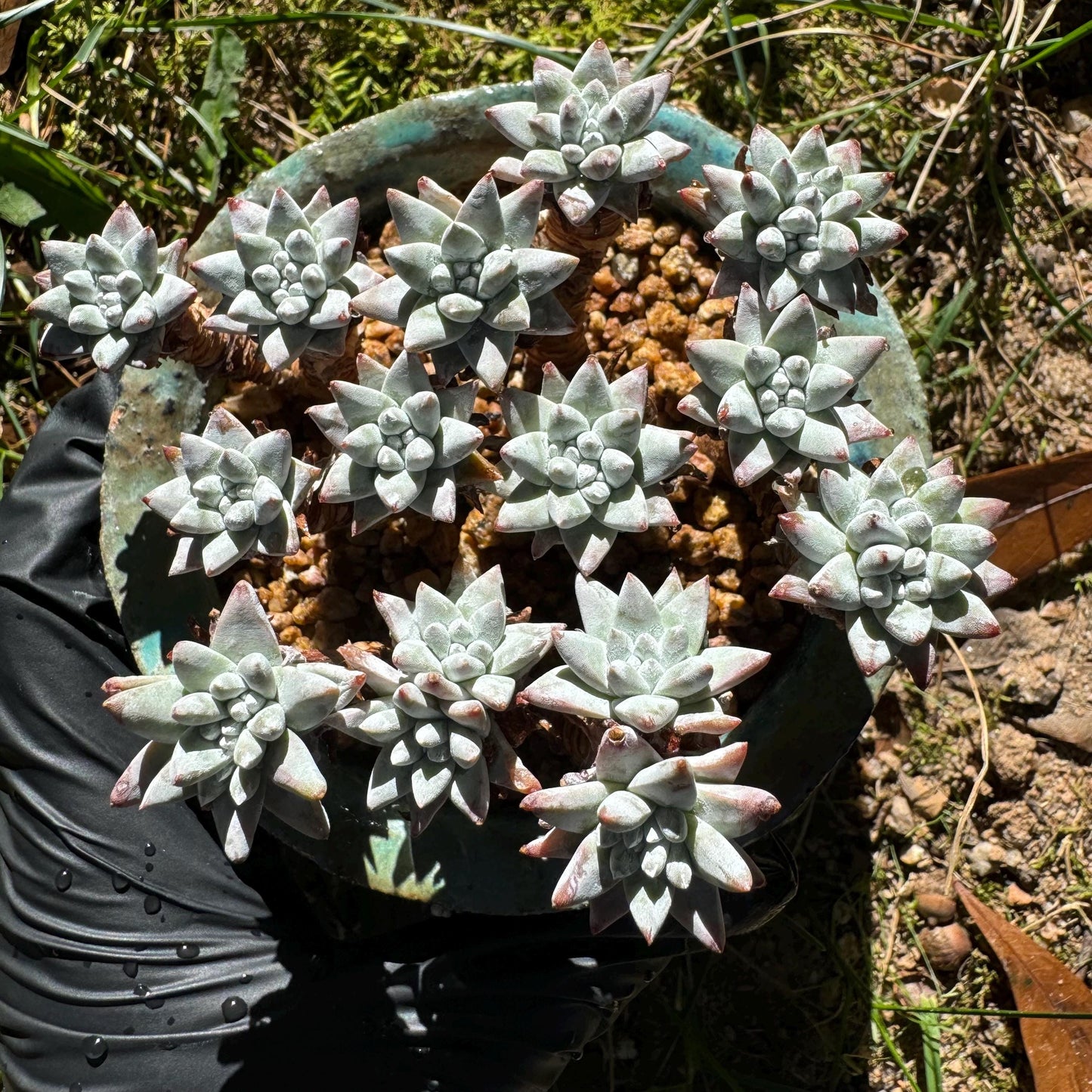 Dudleya greenei 'white sprite' Cluster,(white powder on the leaves, it will be more pinky in cold  weather) at least 2.7inches,live plant