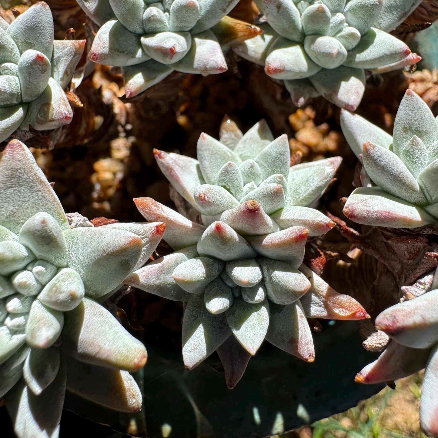 Dudleya greenei 'white sprite' Cluster,(white powder on the leaves, it will be more pinky in cold  weather) at least 2.7inches,live plant