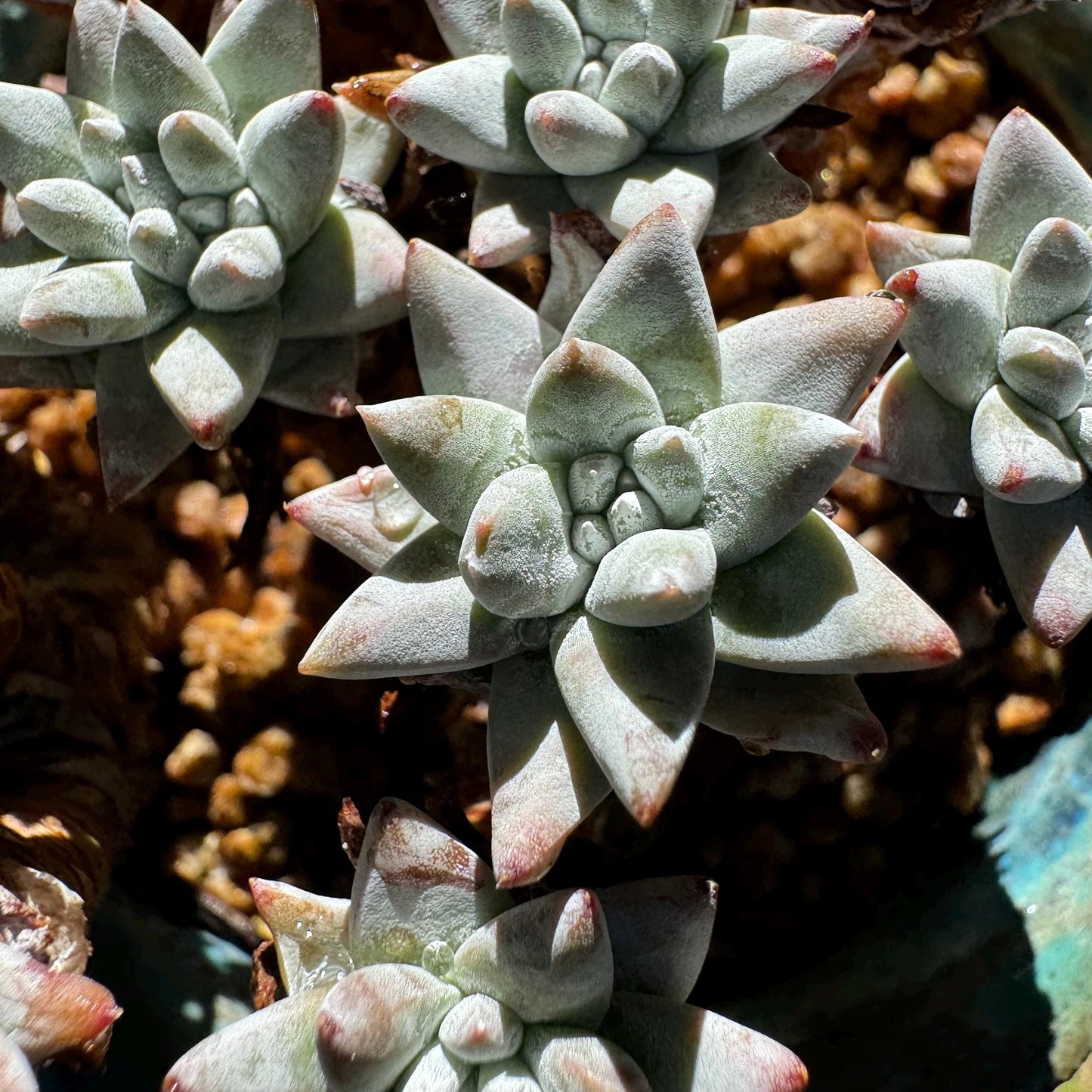 Dudleya greenei 'white sprite' Cluster,(white powder on the leaves, it will be more pinky in cold  weather) at least 2.7inches,live plant