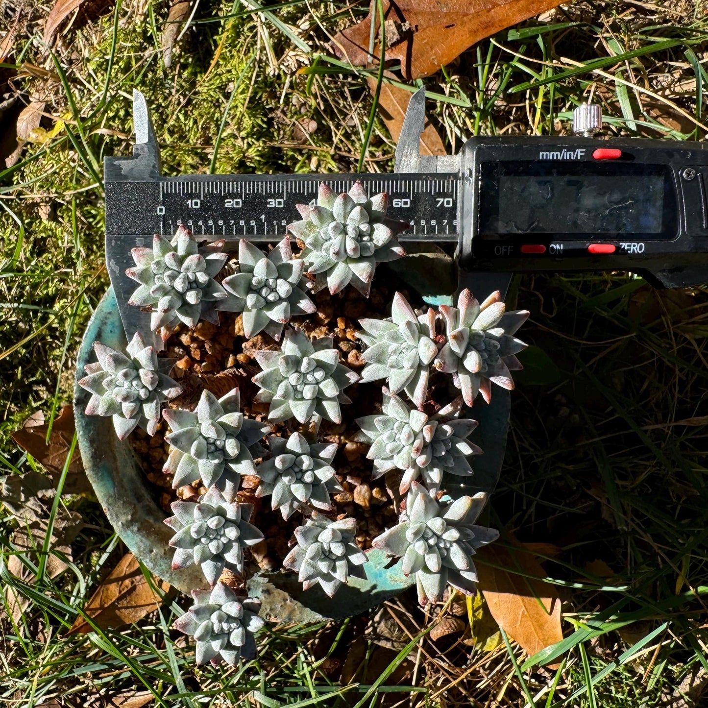 Dudleya greenei 'white sprite' Cluster,(white powder on the leaves, it will be more pinky in cold  weather) at least 2.7inches,live plant