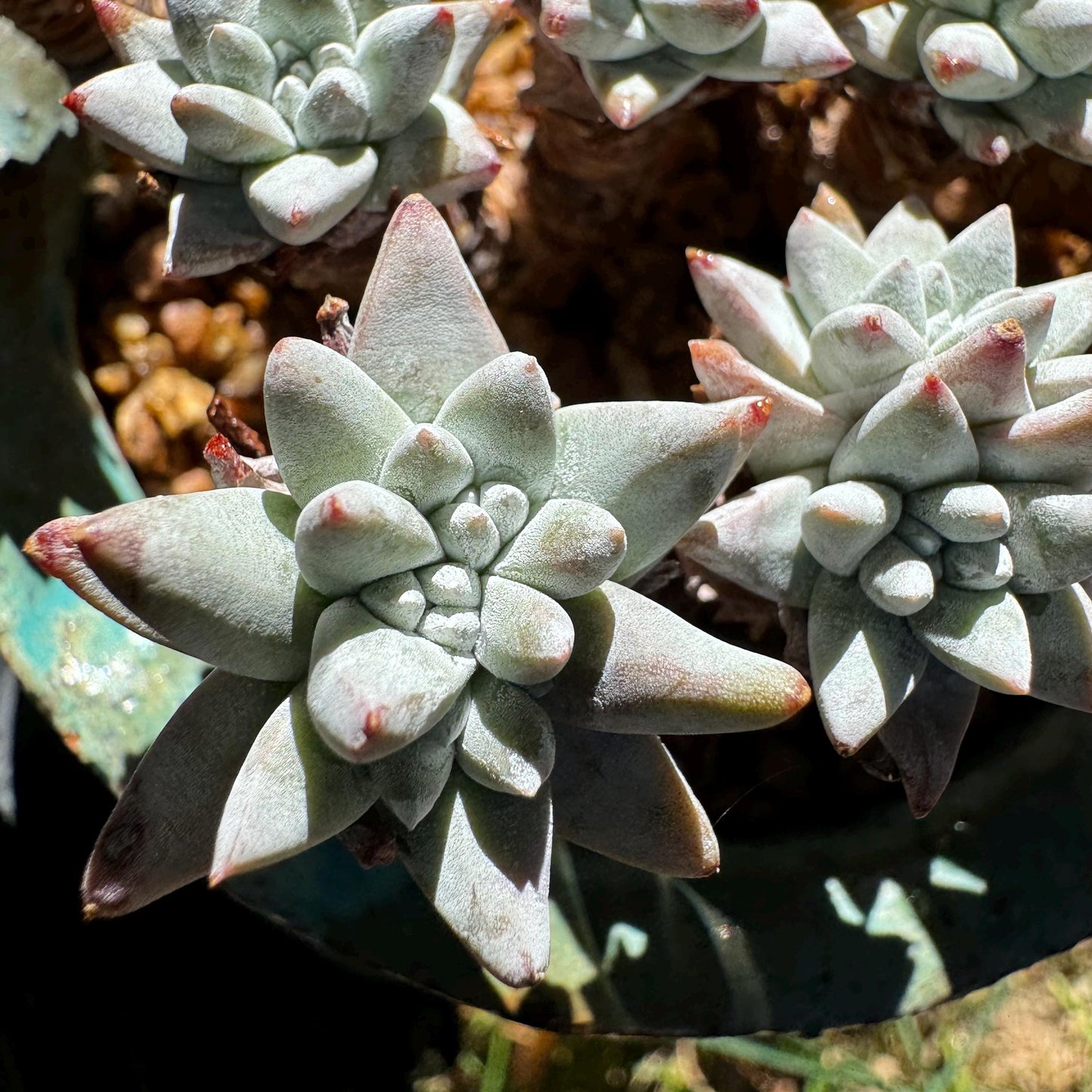 Dudleya greenei 'white sprite' Cluster,(white powder on the leaves, it will be more pinky in cold  weather) at least 2.7inches,live plant