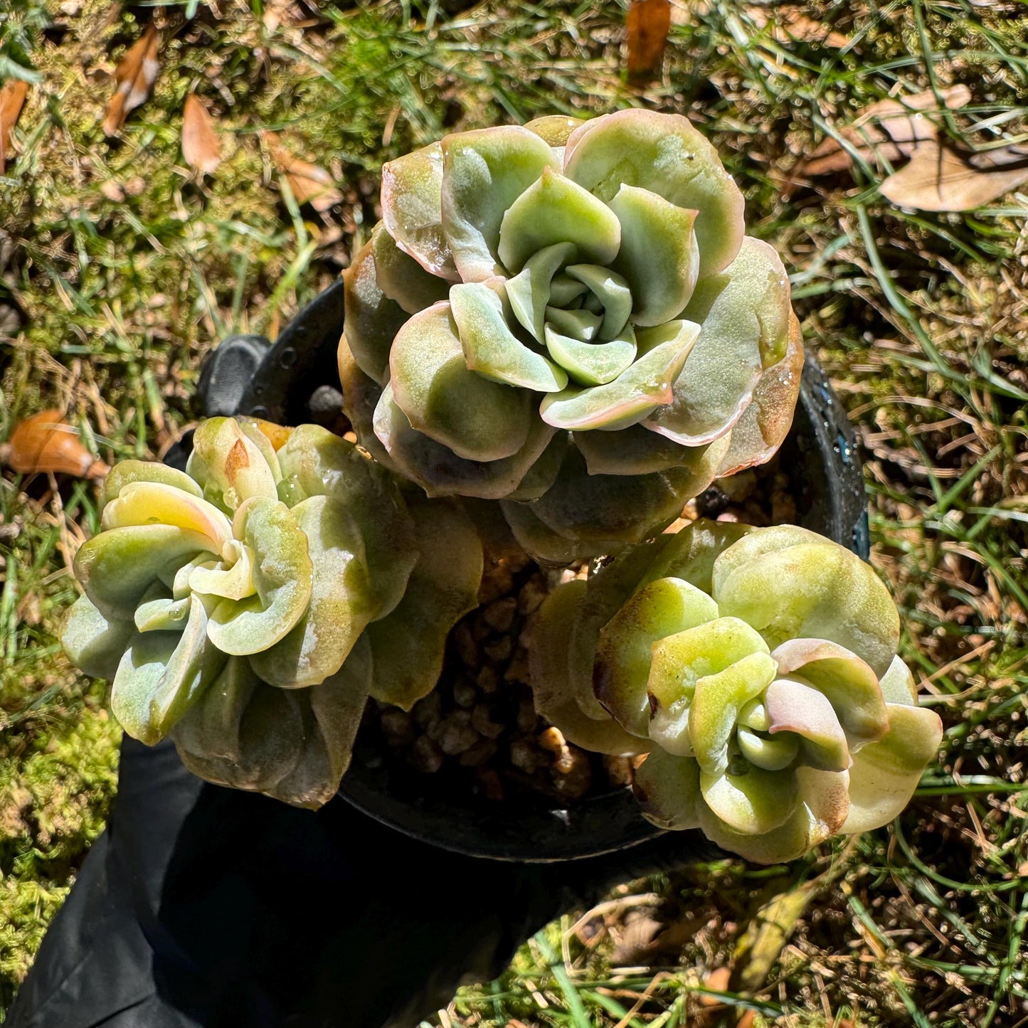 Echeveria 'Lovely rose' Variegated(seperated cluster), 3 single heads together, New Hybrid, bare Root, Imported Rare Succulent, live plant