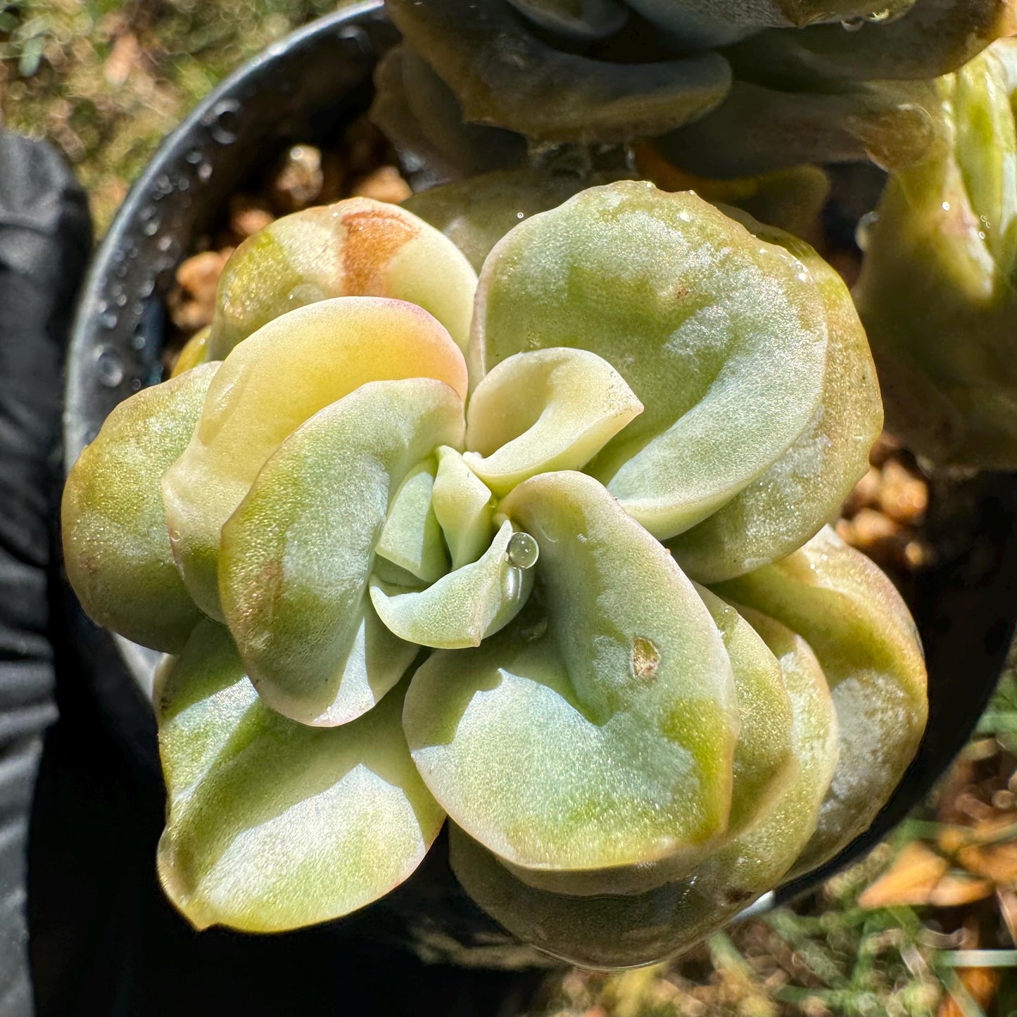 Echeveria 'Lovely rose' Variegated(seperated cluster), 3 single heads together, New Hybrid, bare Root, Imported Rare Succulent, live plant