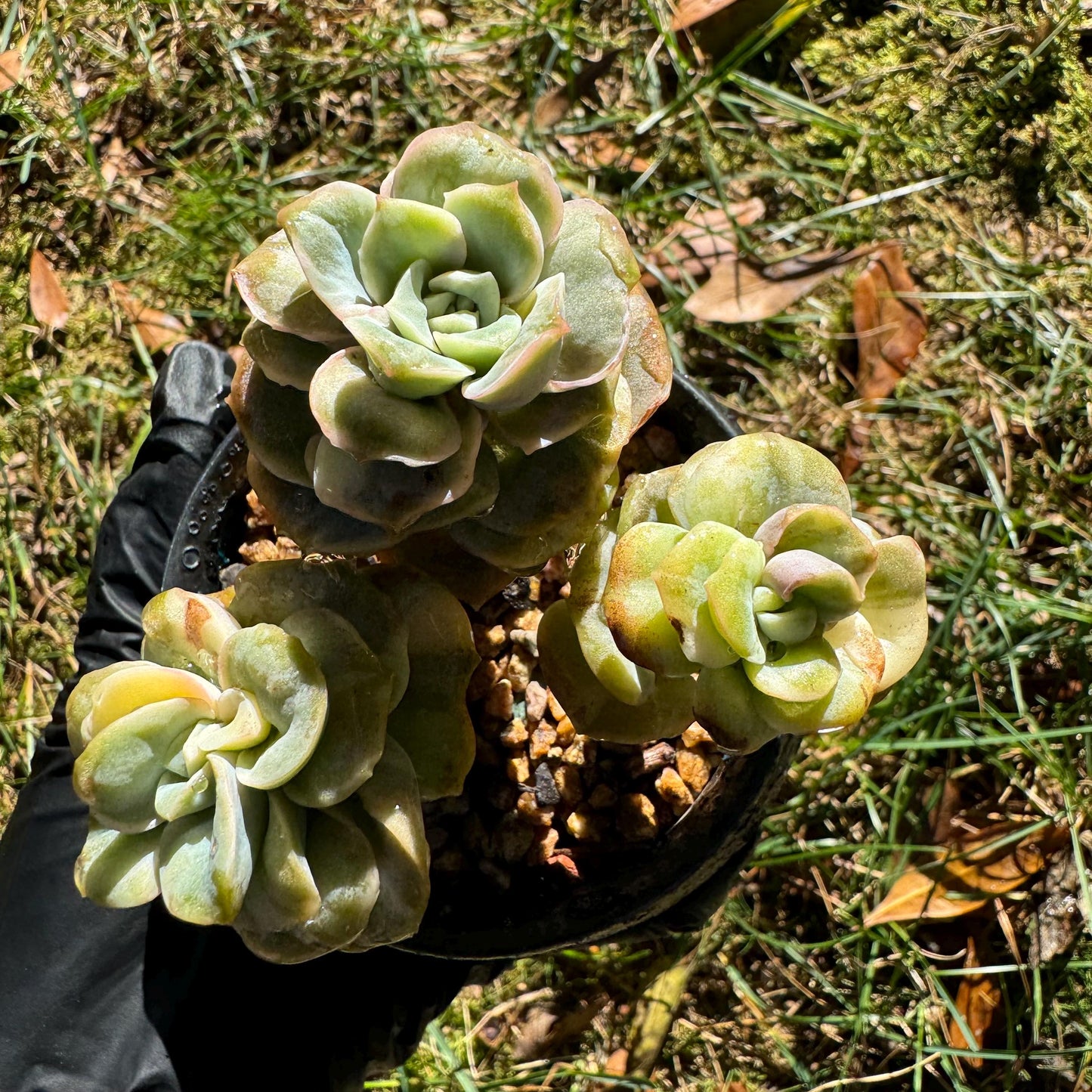 Echeveria 'Lovely rose' Variegated(seperated cluster), 3 single heads together, New Hybrid, bare Root, Imported Rare Succulent, live plant