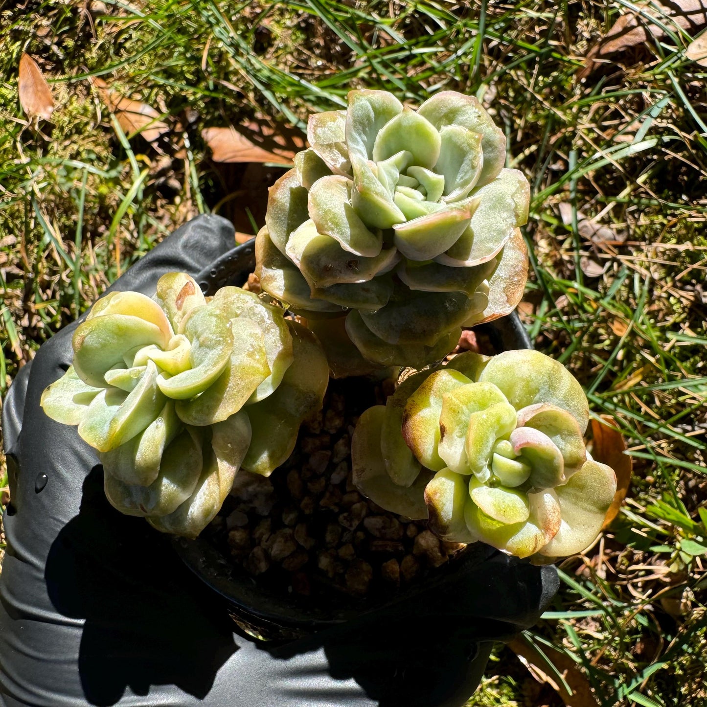 Echeveria 'Lovely rose' Variegated(seperated cluster), 3 single heads together, New Hybrid, bare Root, Imported Rare Succulent, live plant