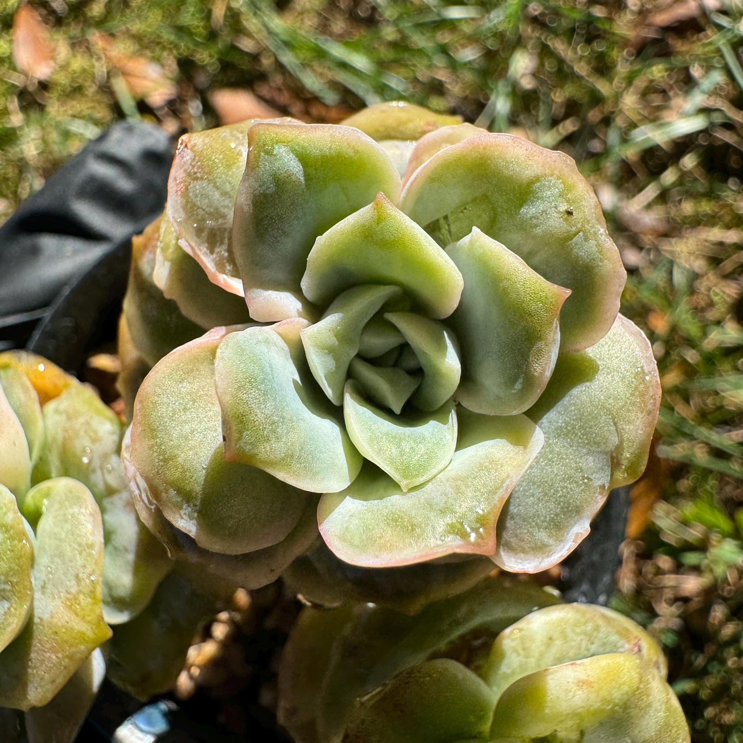 Echeveria 'Lovely rose' Variegated(seperated cluster), 3 single heads together, New Hybrid, bare Root, Imported Rare Succulent, live plant