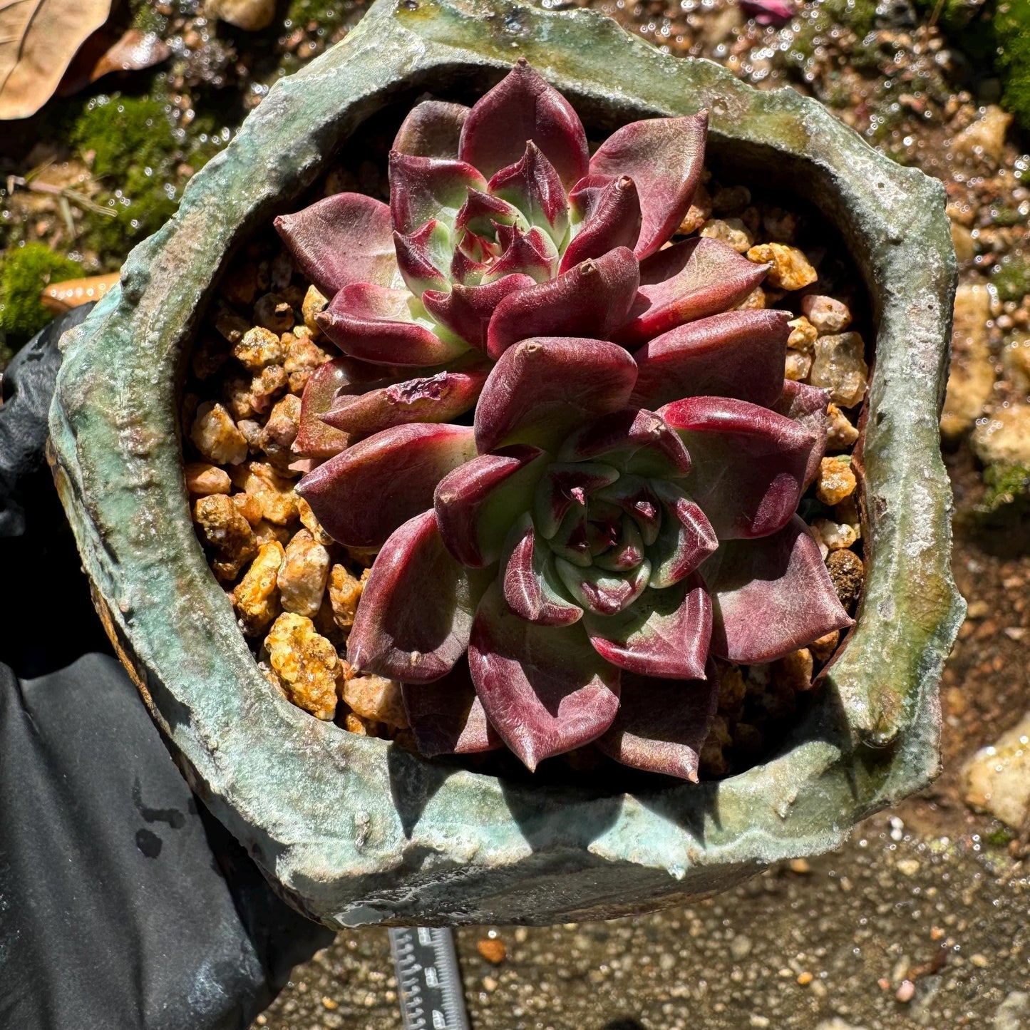 Echeveria 'Daredevil with dark line', 2heads, 2.4inches,  NEW Hybrid , Bare Root, Imported Rare Succulent, gift