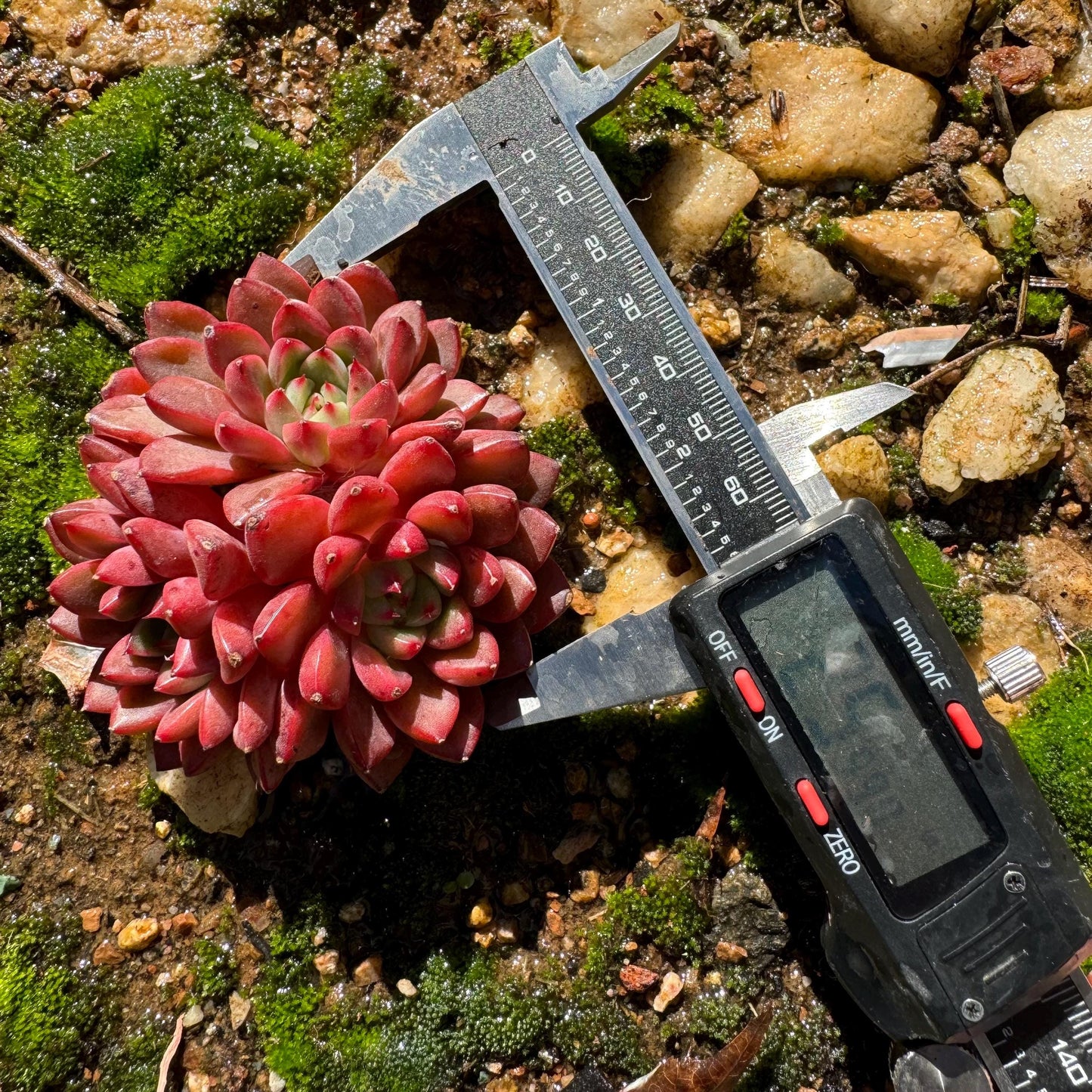 Echeveria 'tuberose', small cluster,  2.4inches,  NEW Hybrid , Bare Root, Imported Rare Succulent, gift