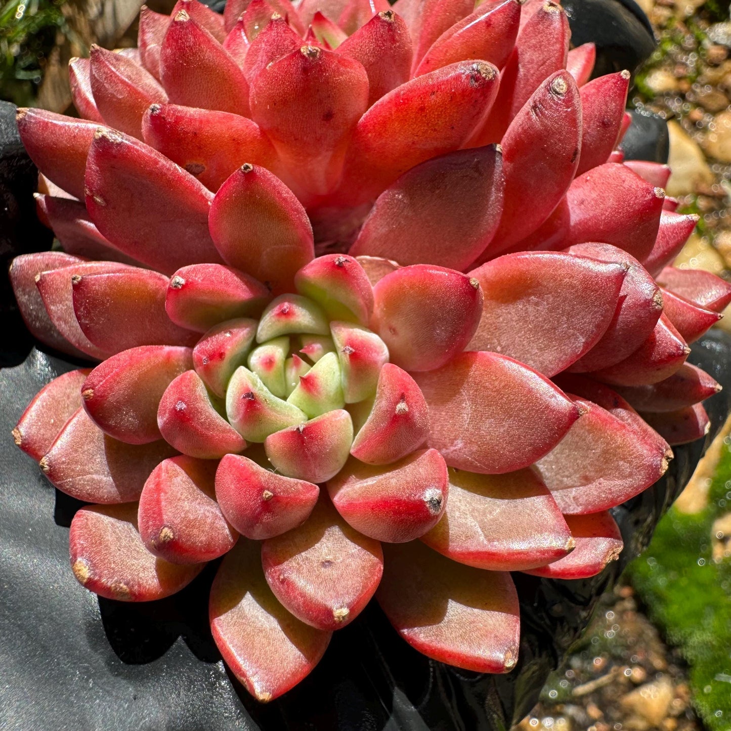 Echeveria 'tuberose', small cluster,  2.4inches,  NEW Hybrid , Bare Root, Imported Rare Succulent, gift