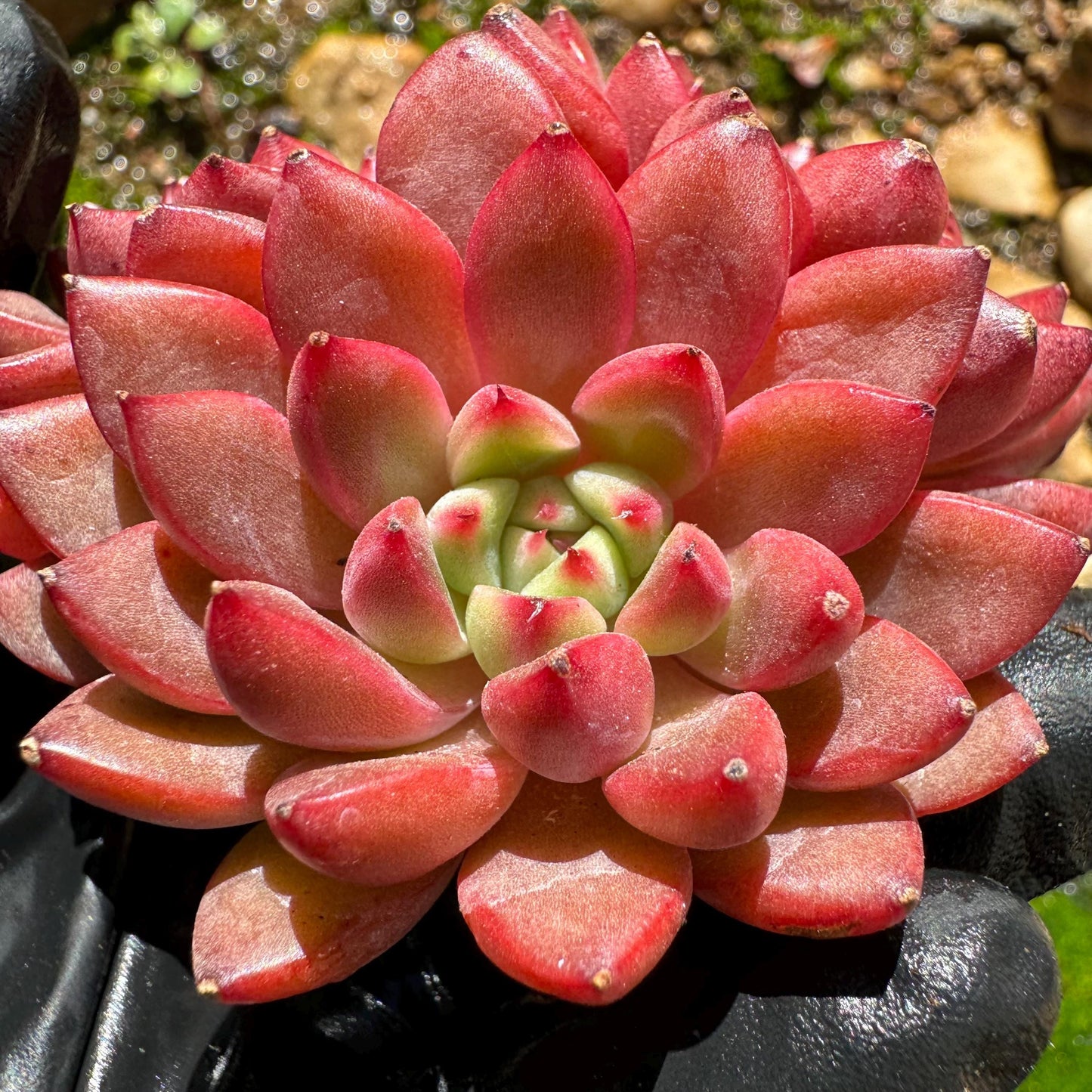 Echeveria 'tuberose', small cluster,  2.4inches,  NEW Hybrid , Bare Root, Imported Rare Succulent, gift