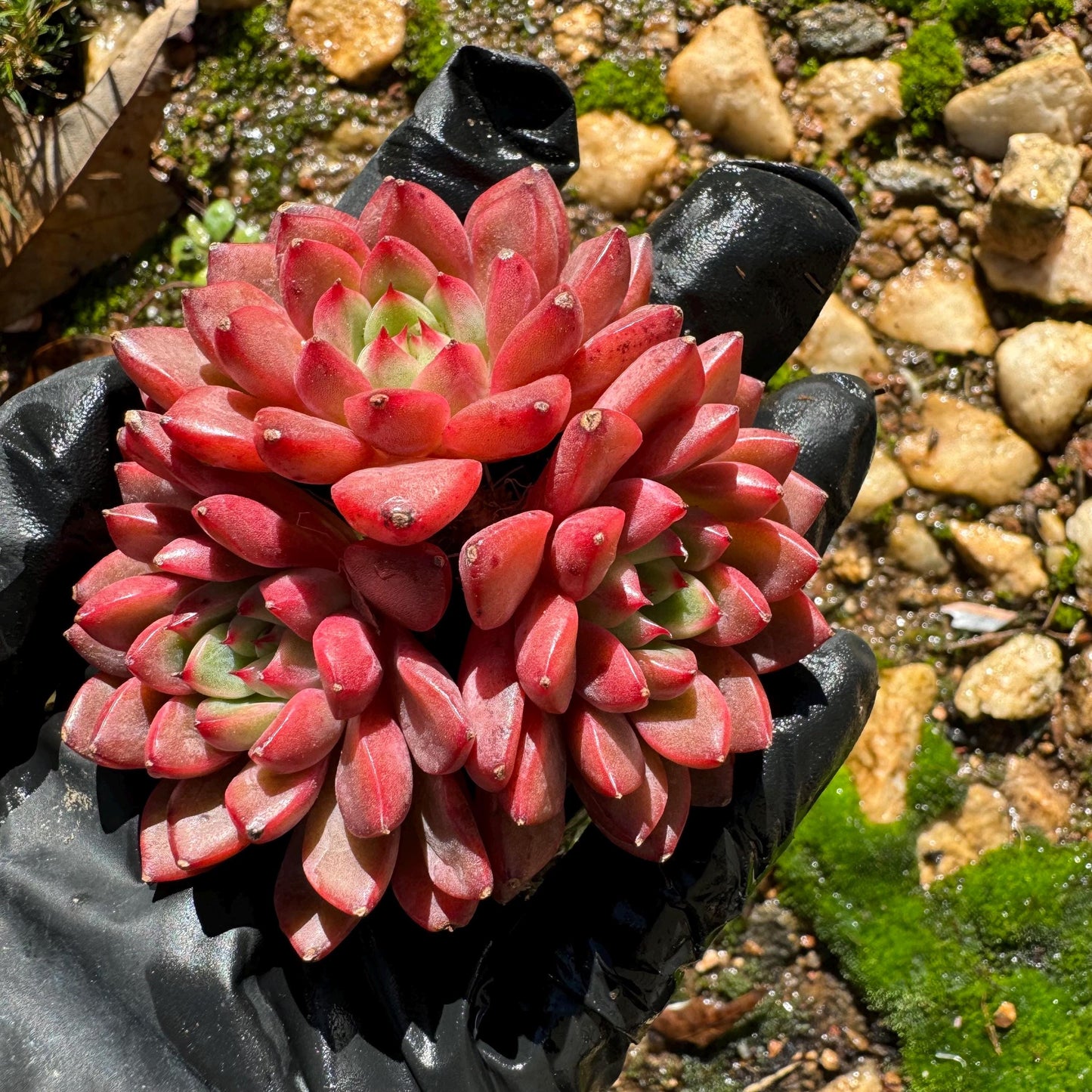 Echeveria 'tuberose', small cluster,  2.4inches,  NEW Hybrid , Bare Root, Imported Rare Succulent, gift