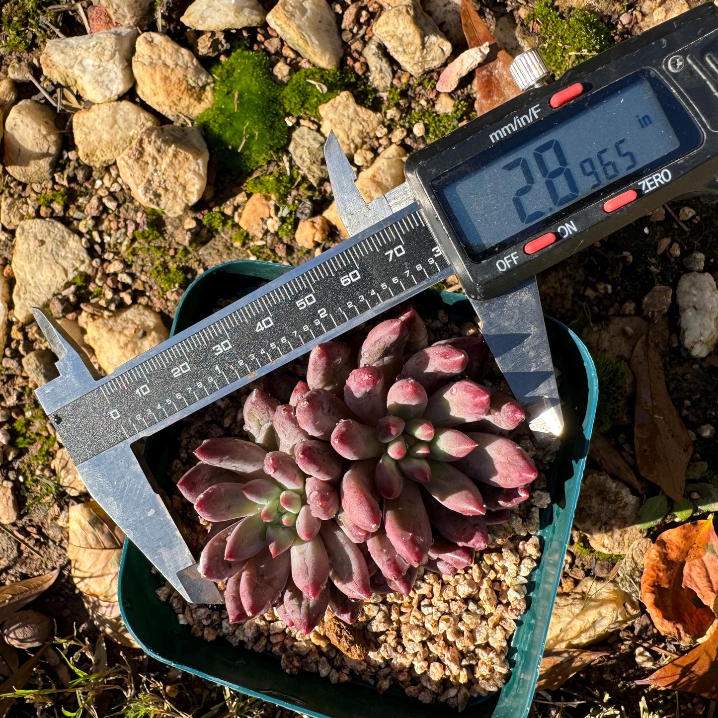 Echeveria 'Goldfish Hime', 2heads, New hybrid, nice color, 2.8inches,  Imported Rare Succulent, Bare Root