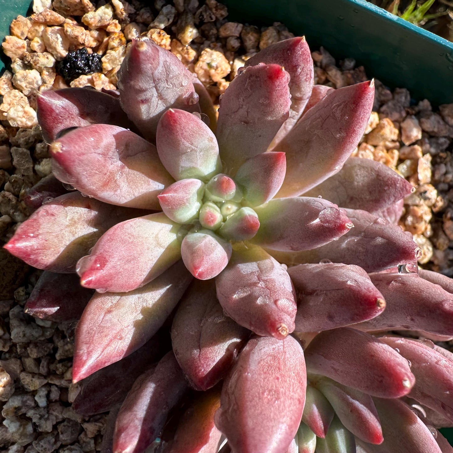 Echeveria 'Goldfish Hime', 2heads, New hybrid, nice color, 2.8inches,  Imported Rare Succulent, Bare Root