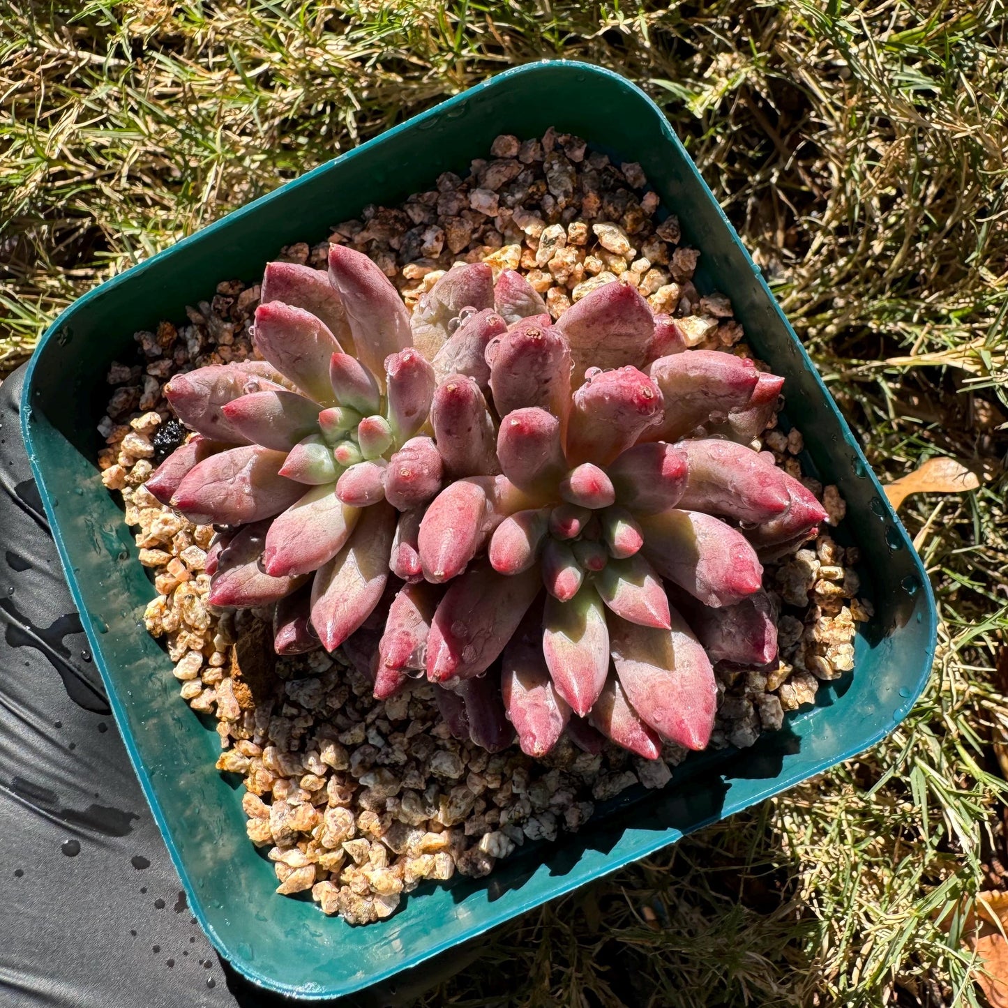 Echeveria 'Goldfish Hime', 2heads, New hybrid, nice color, 2.8inches,  Imported Rare Succulent, Bare Root