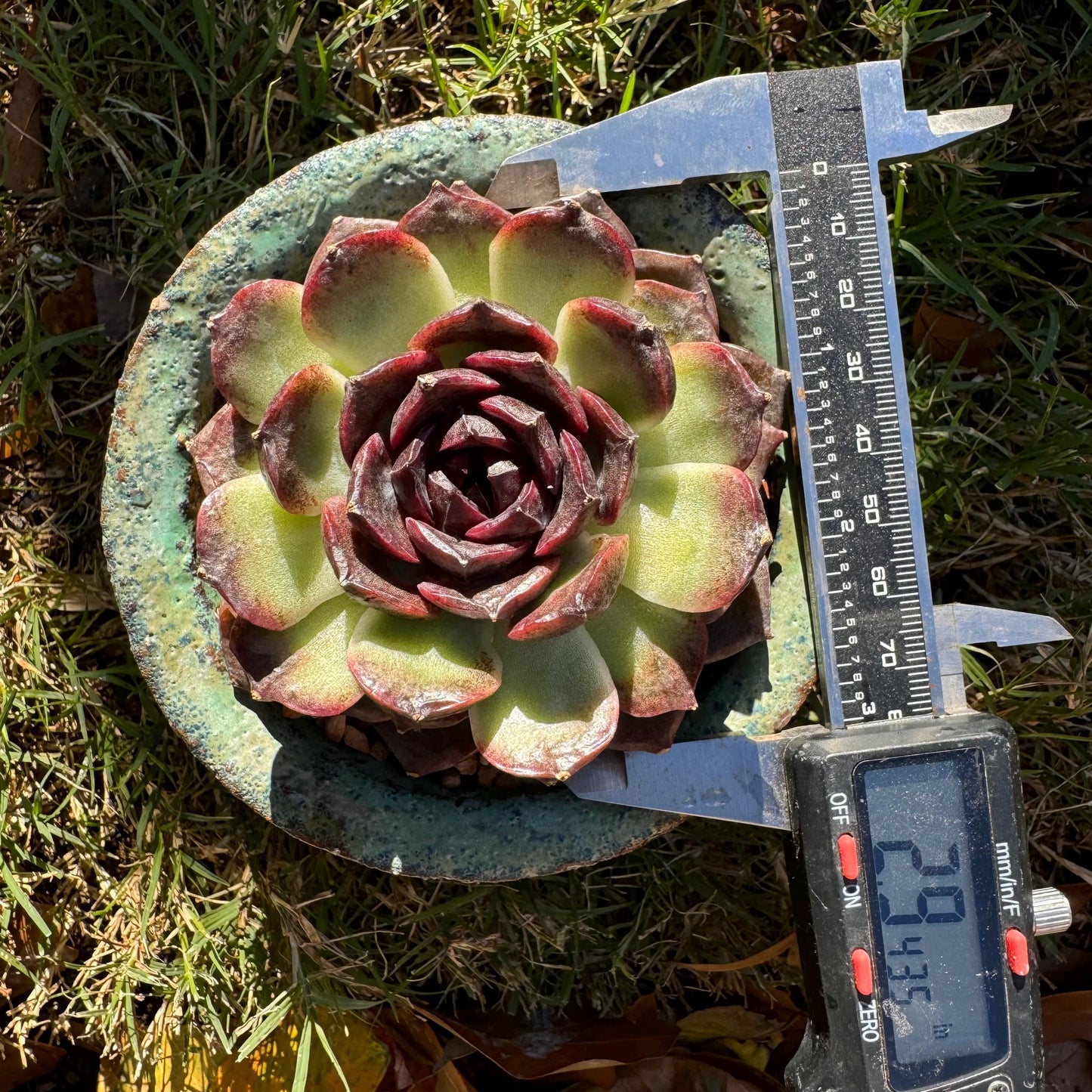 New! Echeveria  'black caramel ', single head ,  2.9inches , Bare Root, Imported Rare Succulent, live plant