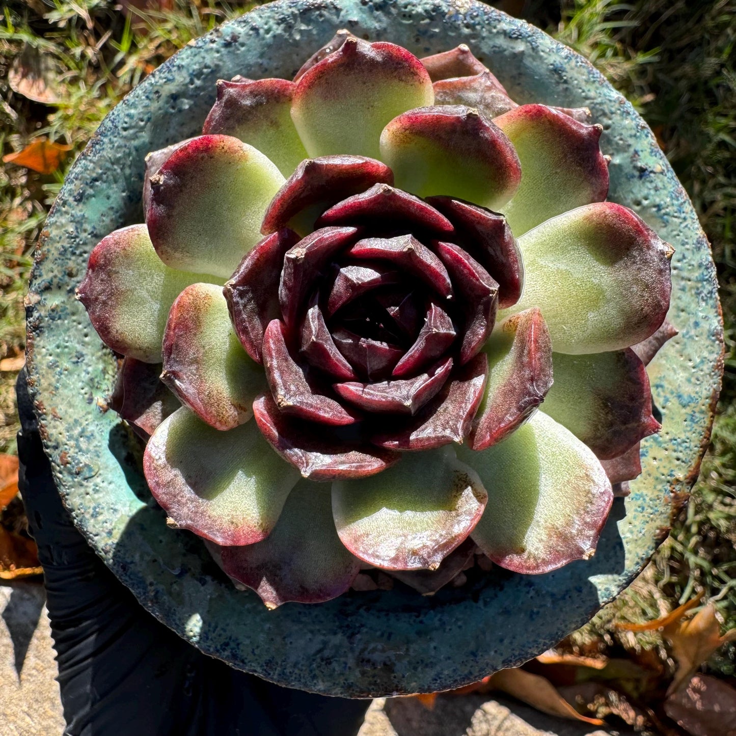 New! Echeveria  'black caramel ', single head ,  2.9inches , Bare Root, Imported Rare Succulent, live plant