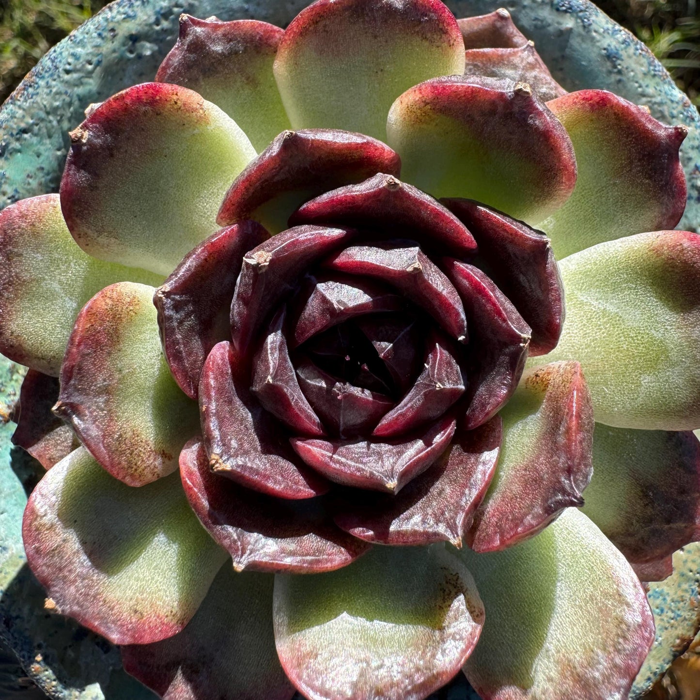 New! Echeveria  'black caramel ', single head ,  2.9inches , Bare Root, Imported Rare Succulent, live plant