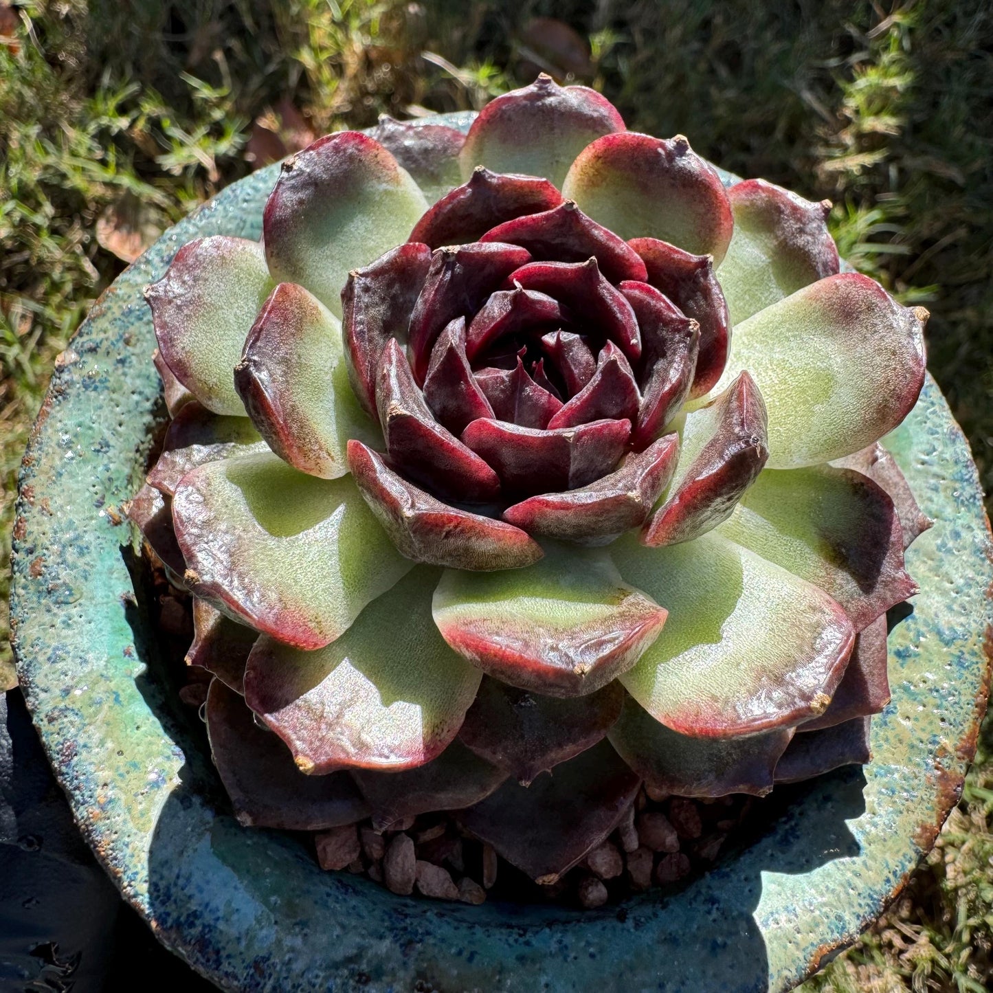 New! Echeveria  'black caramel ', single head ,  2.9inches , Bare Root, Imported Rare Succulent, live plant