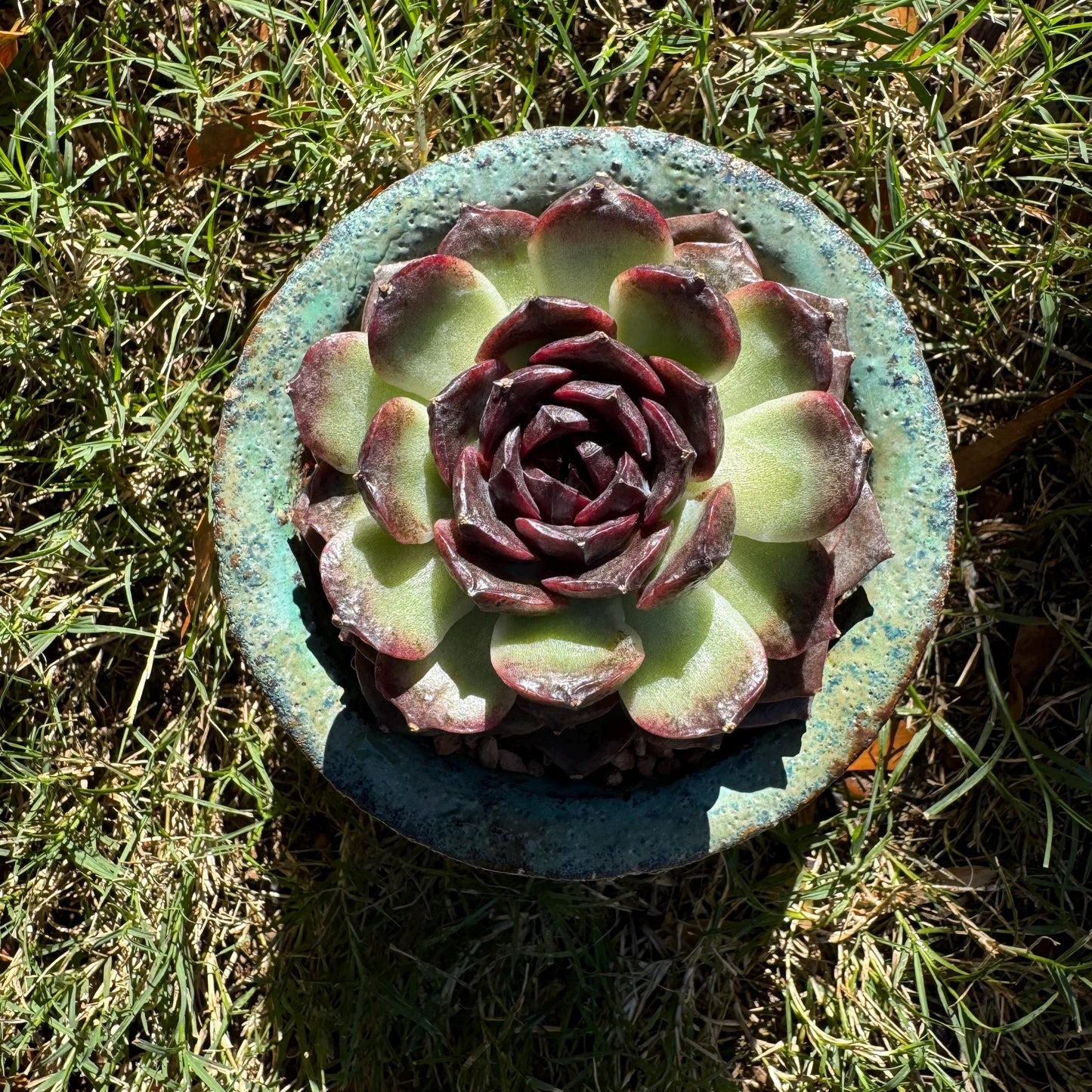 New! Echeveria  'black caramel ', single head ,  2.9inches , Bare Root, Imported Rare Succulent, live plant