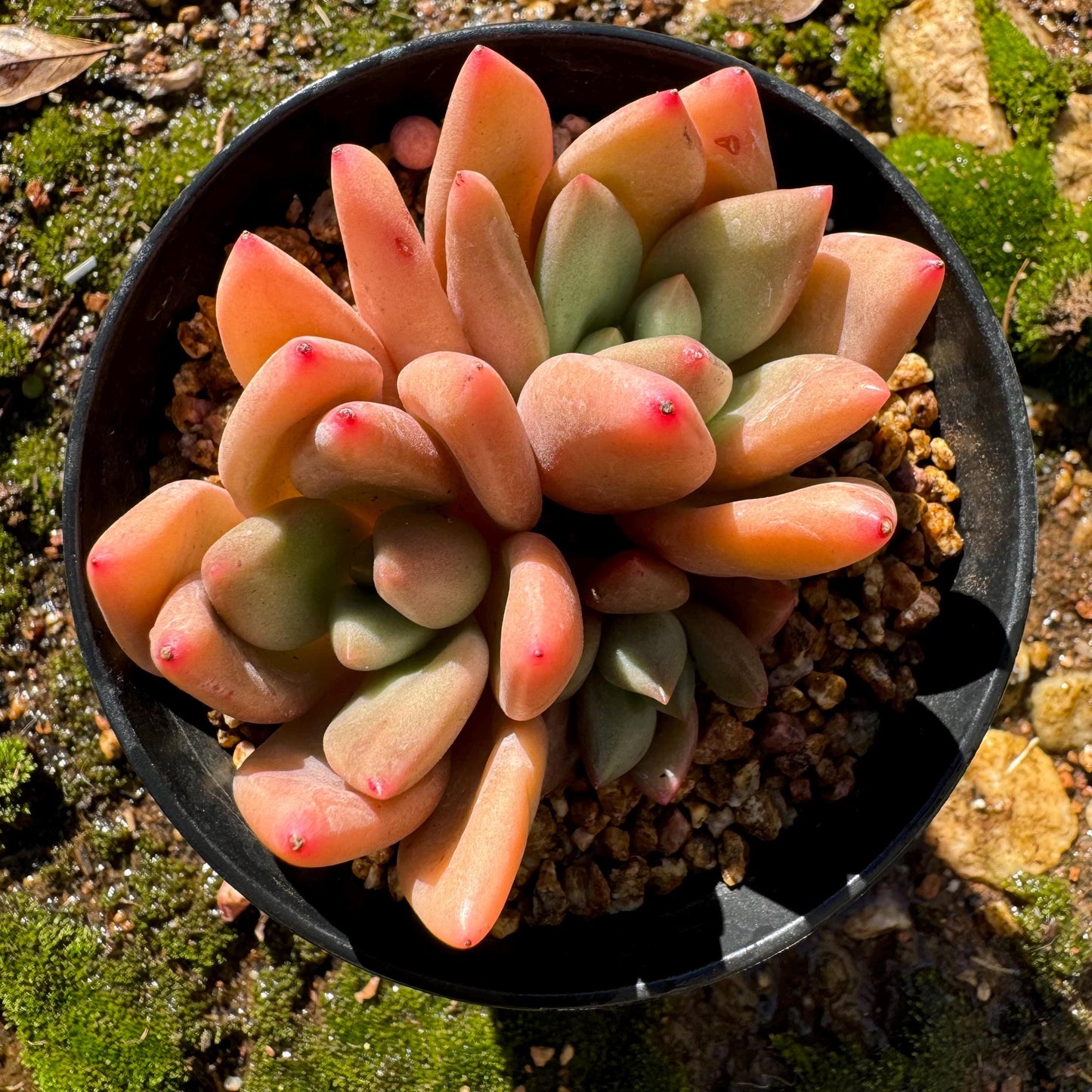 Gratoveria 'Ruby Donna' , 3heads, 2.5inches,   Bare Root, Imported Rare Succulent, live plant ,gift