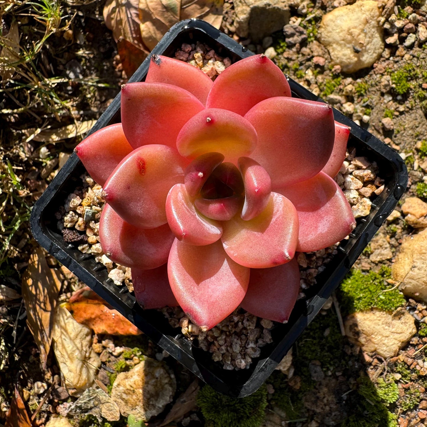 Echeveria 'Anke/ Encore', 2.5 inches, Imported Rare Succulent, Bare Root