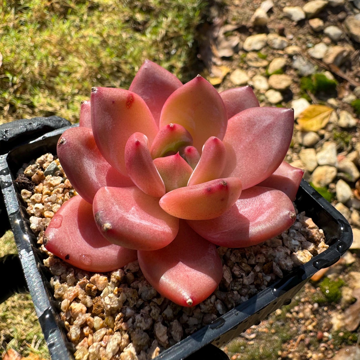 Echeveria 'Anke/ Encore', 2.5 inches, Imported Rare Succulent, Bare Root