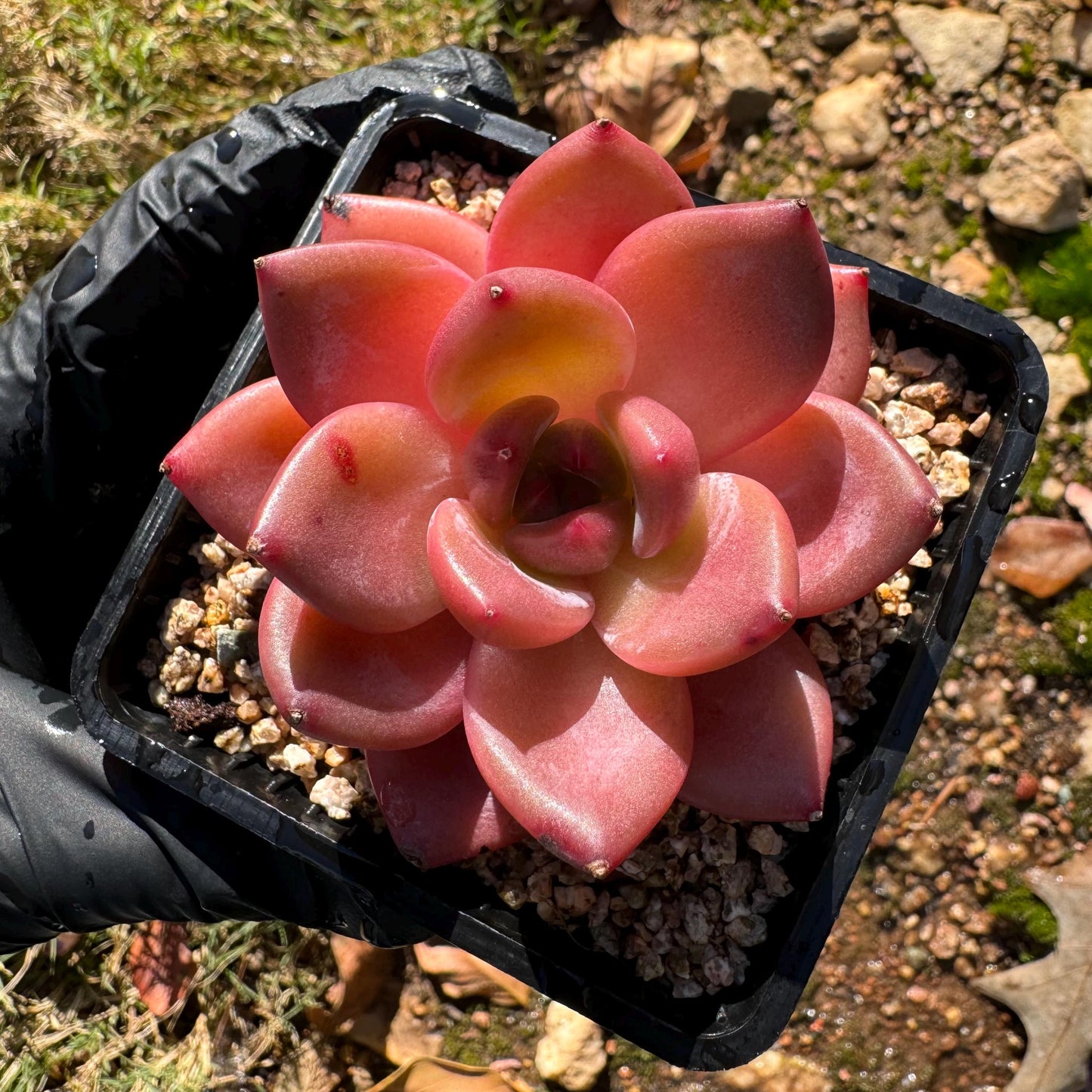 Echeveria 'Anke/ Encore', 2.5 inches, Imported Rare Succulent, Bare Root