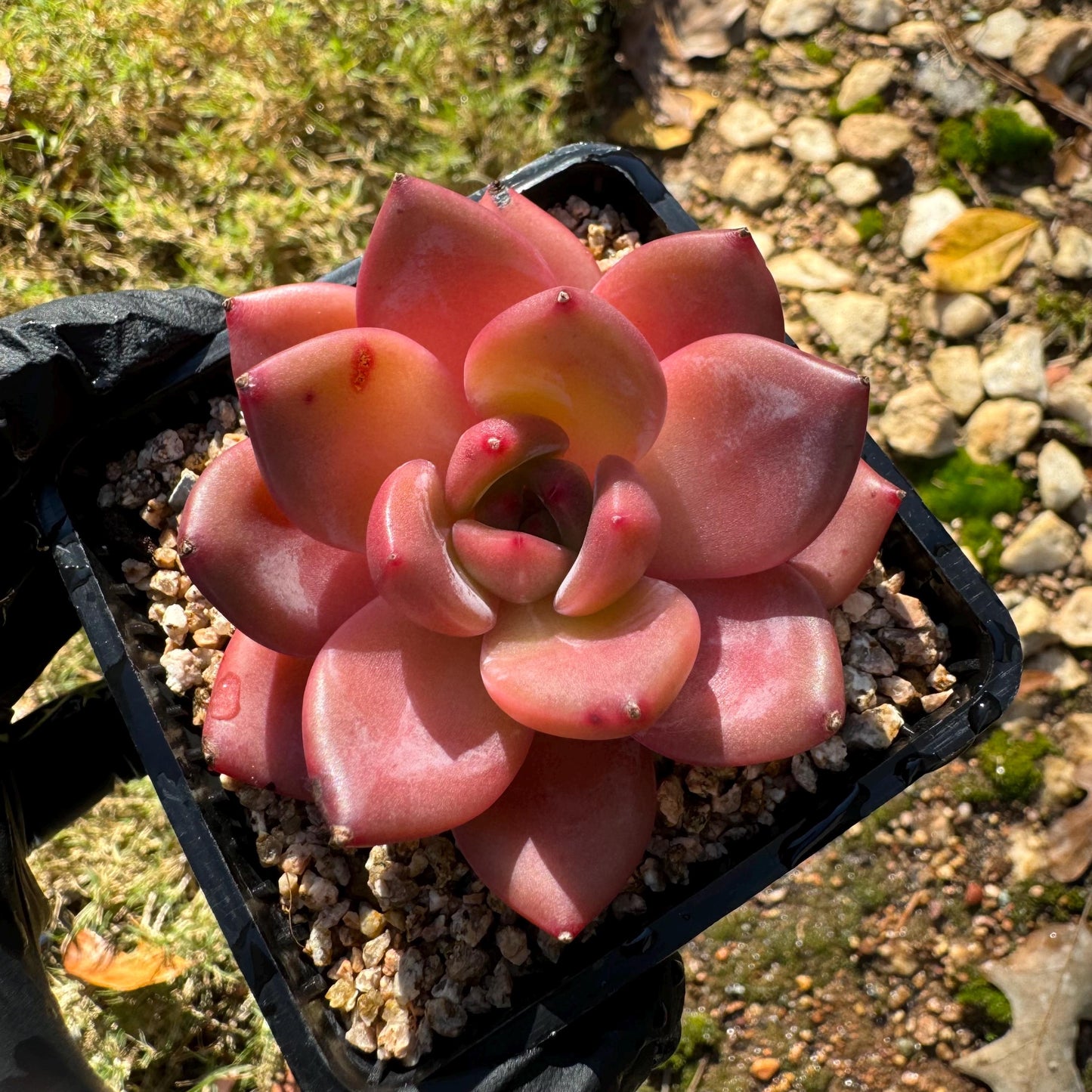 Echeveria 'Anke/ Encore', 2.5 inches, Imported Rare Succulent, Bare Root