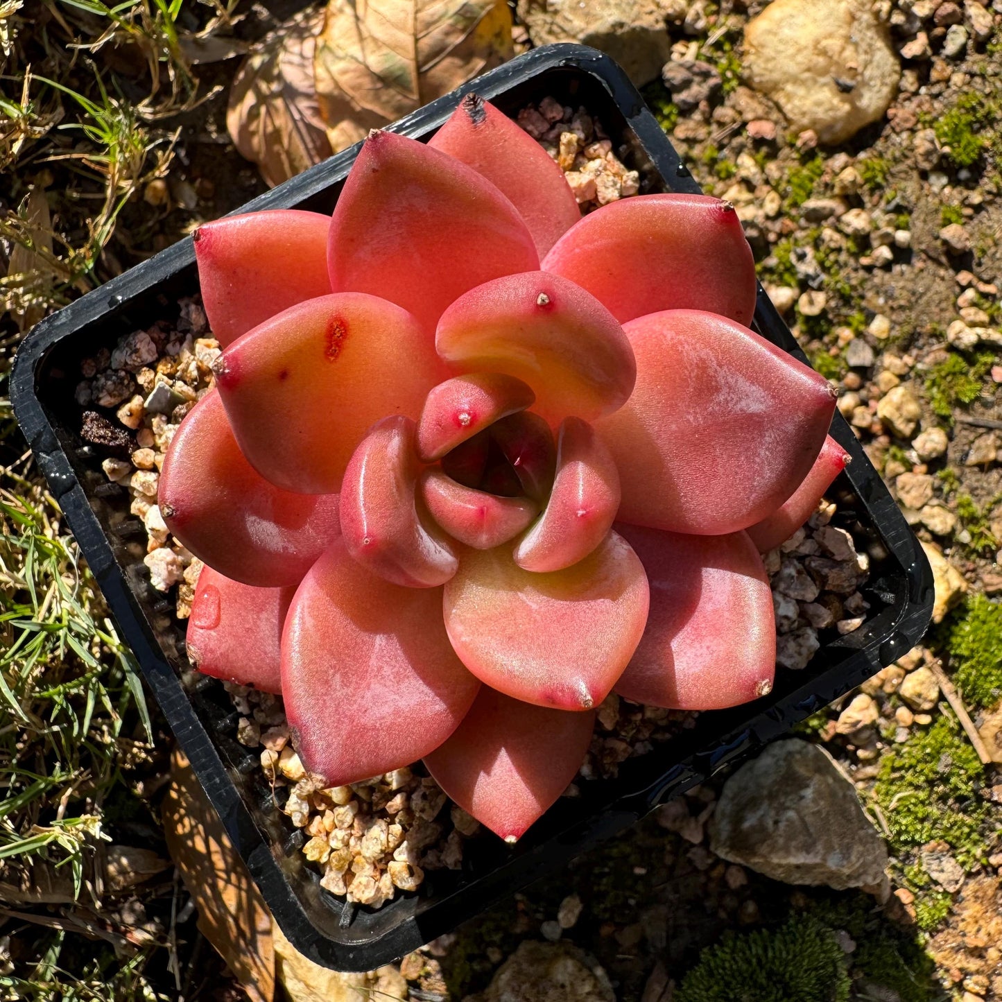 Echeveria 'Anke/ Encore', 2.5 inches, Imported Rare Succulent, Bare Root