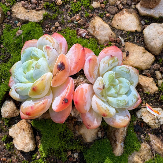 New! , Echeveria Korean  'Laui X Clacatum', 2heads, 3.3 inches, nice color, Imported Rare Succulent, live plant, gift