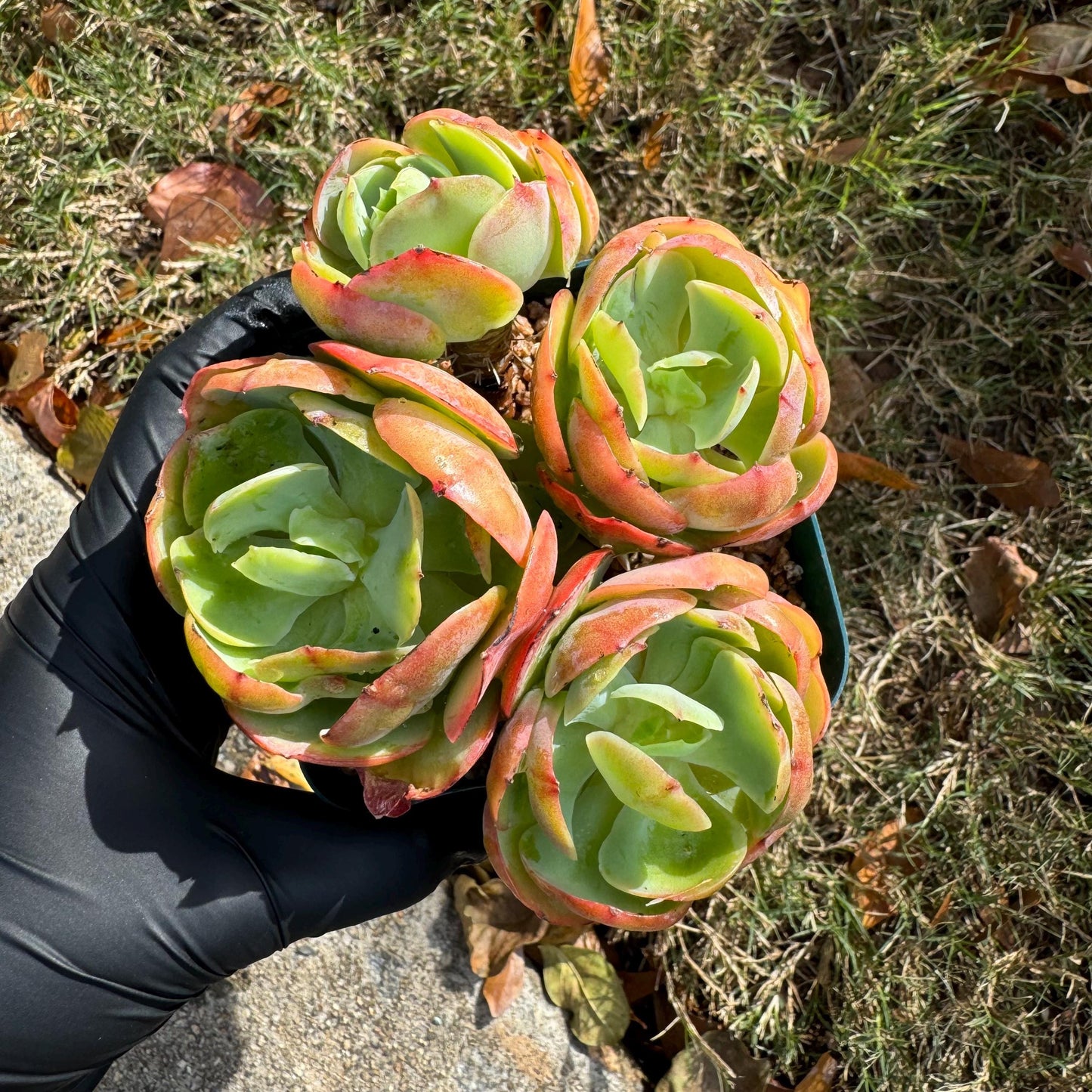 Echeveria 'Peach Pride'  small cluster,  3.0inches, Bare Root, Imported Rare Succulent, gift , live plant