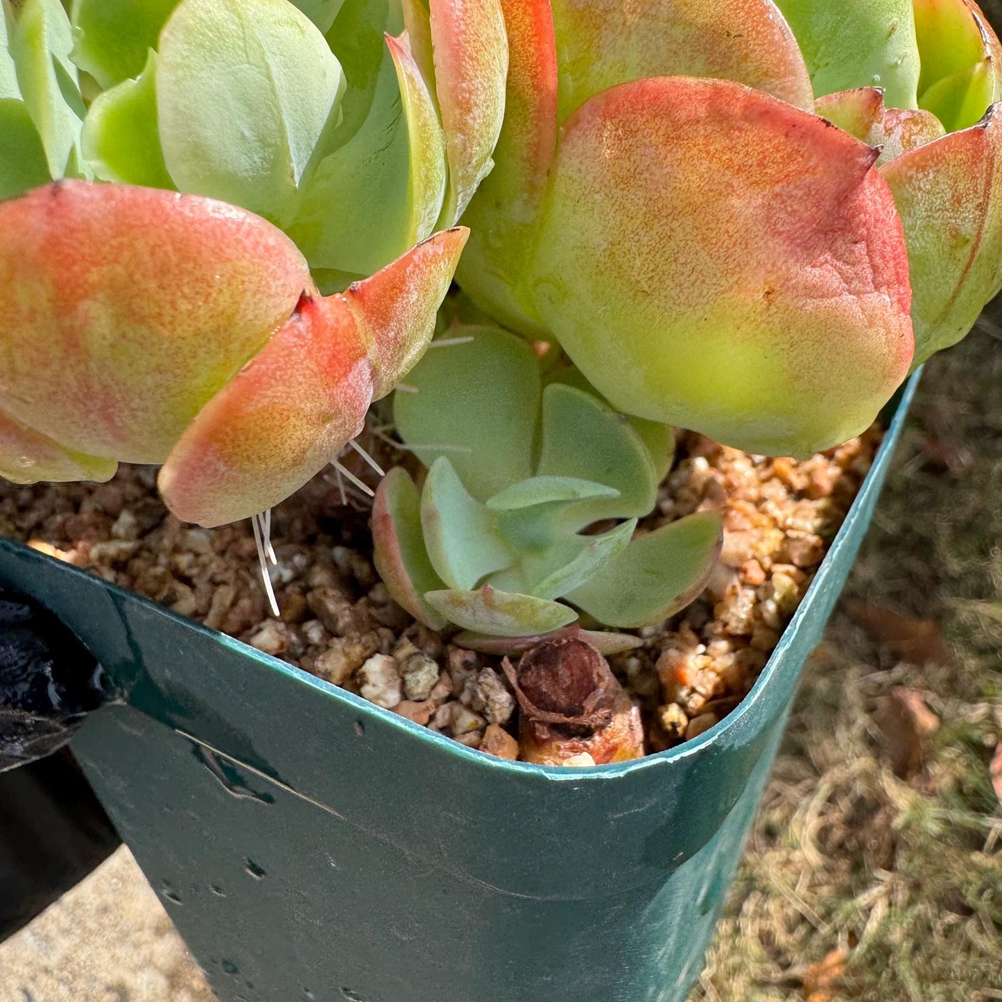 Echeveria 'Peach Pride'  small cluster,  3.0inches, Bare Root, Imported Rare Succulent, gift , live plant