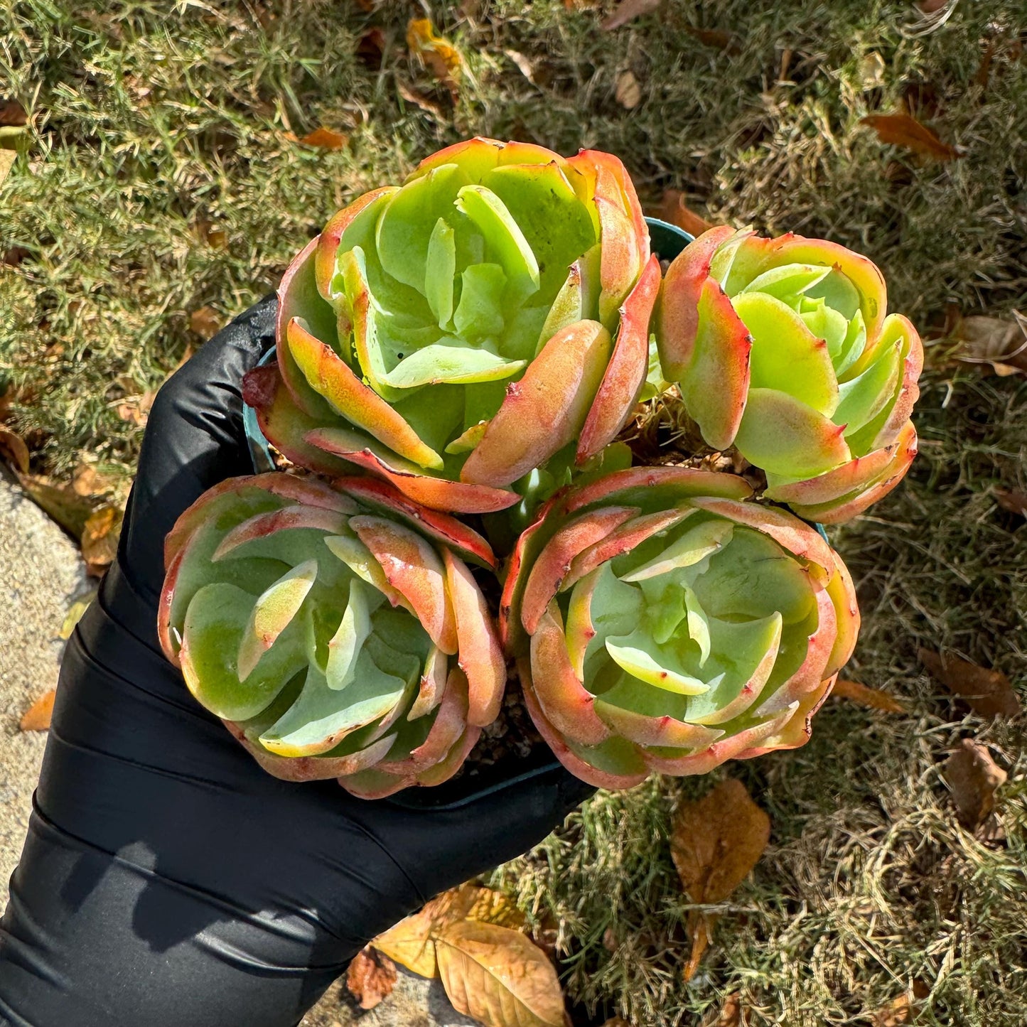 Echeveria 'Peach Pride'  small cluster,  3.0inches, Bare Root, Imported Rare Succulent, gift , live plant