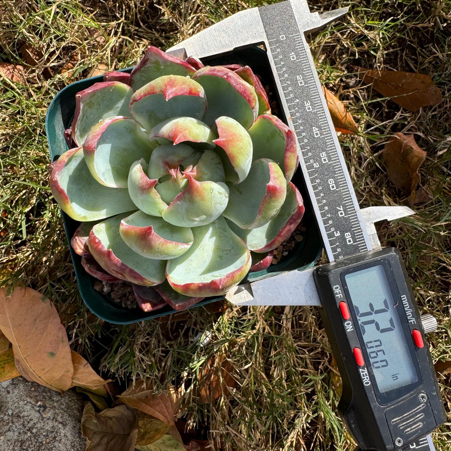 Echeveria Agavoides'Casio', nice color, 3.2inches, Imported Rare Succulent, Bare Root, live plant, gift